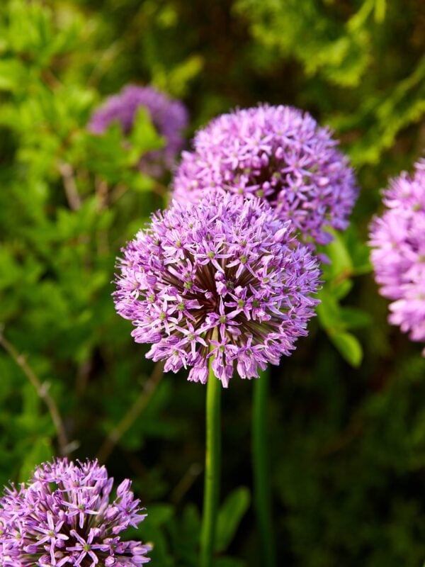Bright purple allium in a flowerbed.