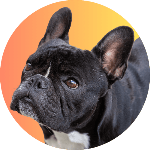 Black French bulldog named Kip standing in front of yellow to orange ombre background.