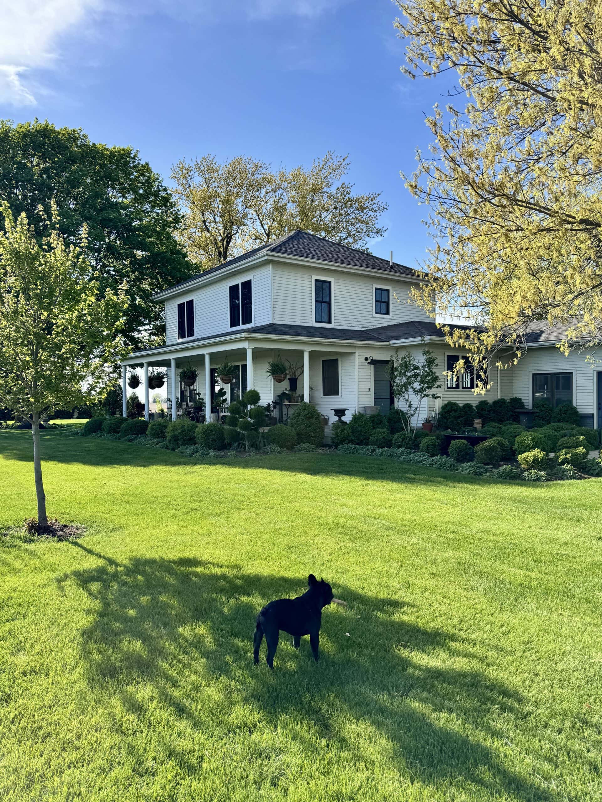 Front of farmhouse with green grass and blue sky with small black French bulldog.