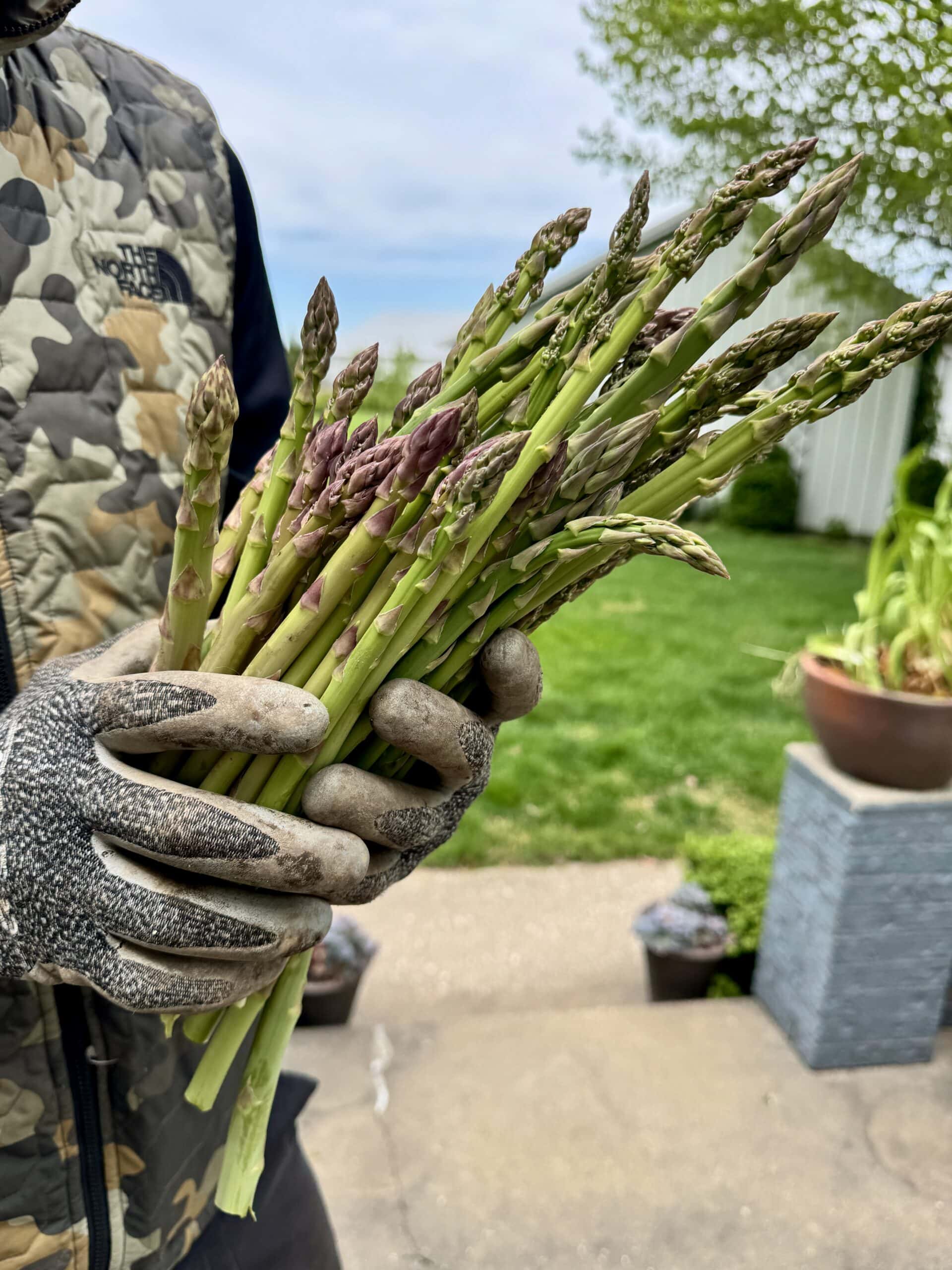 Stalks of asparagus being held by garden gloves.