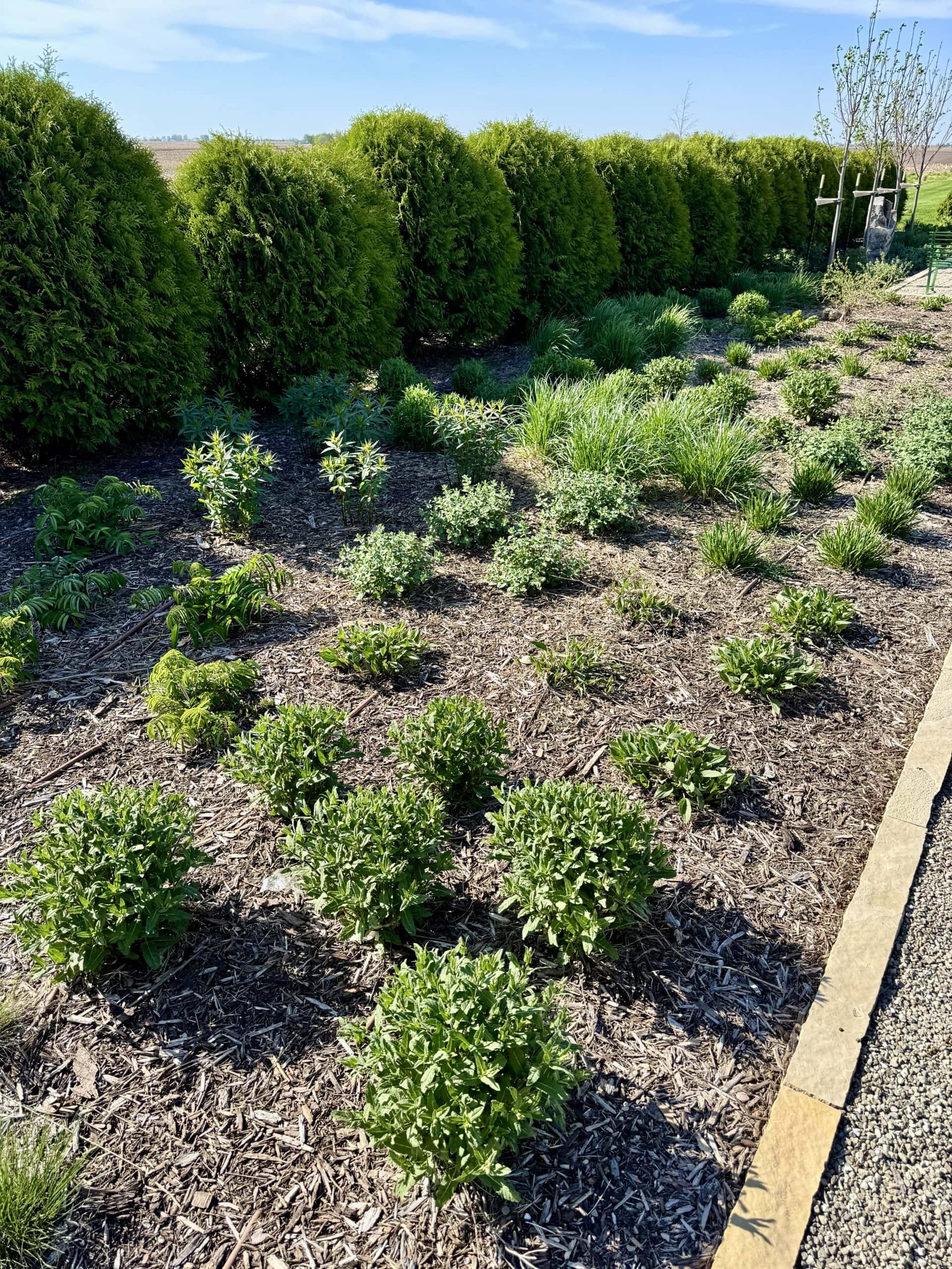 Perennials growing in flowerbed with shrubs in background.