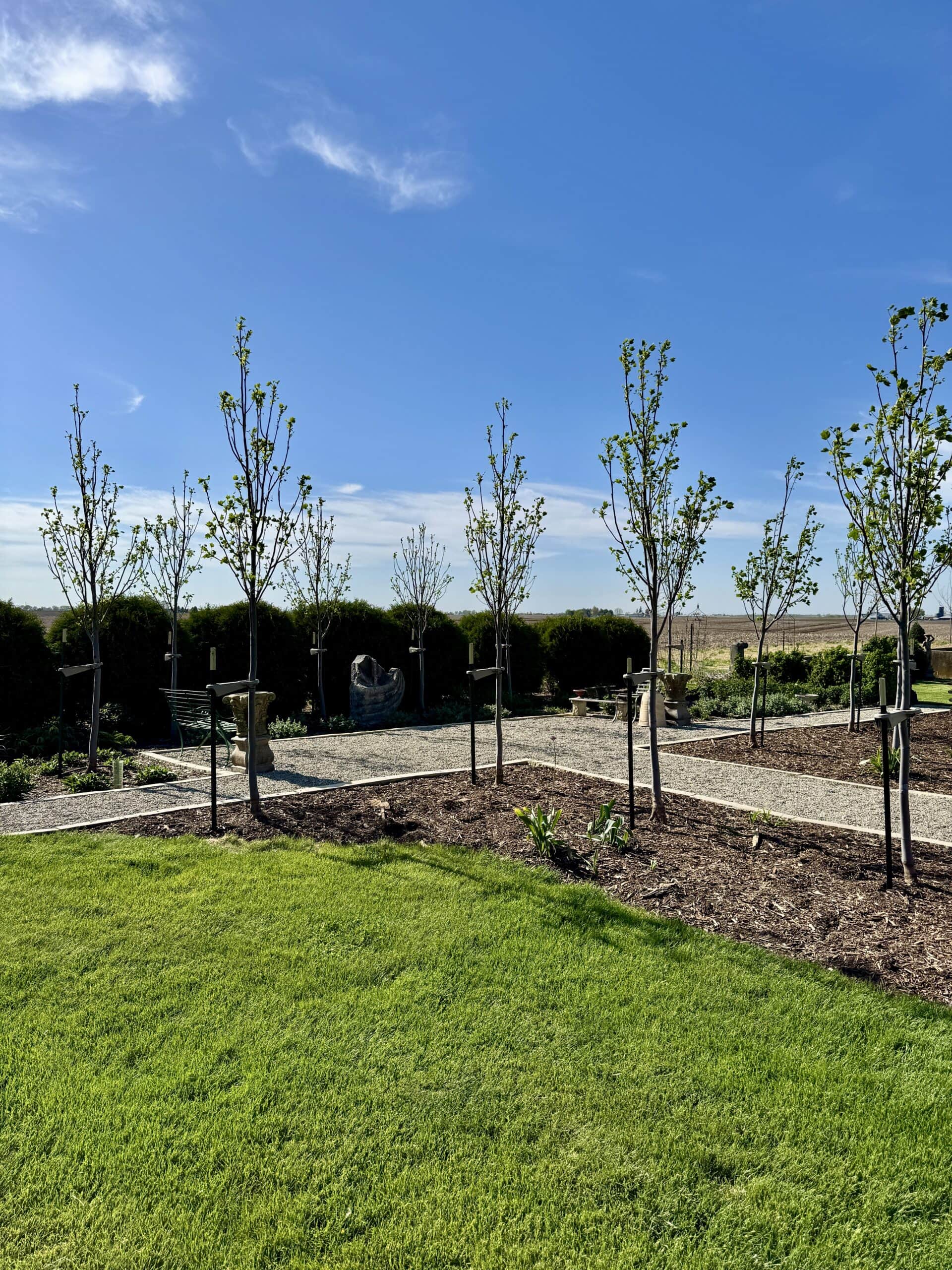 Lots of new trees in a yard.