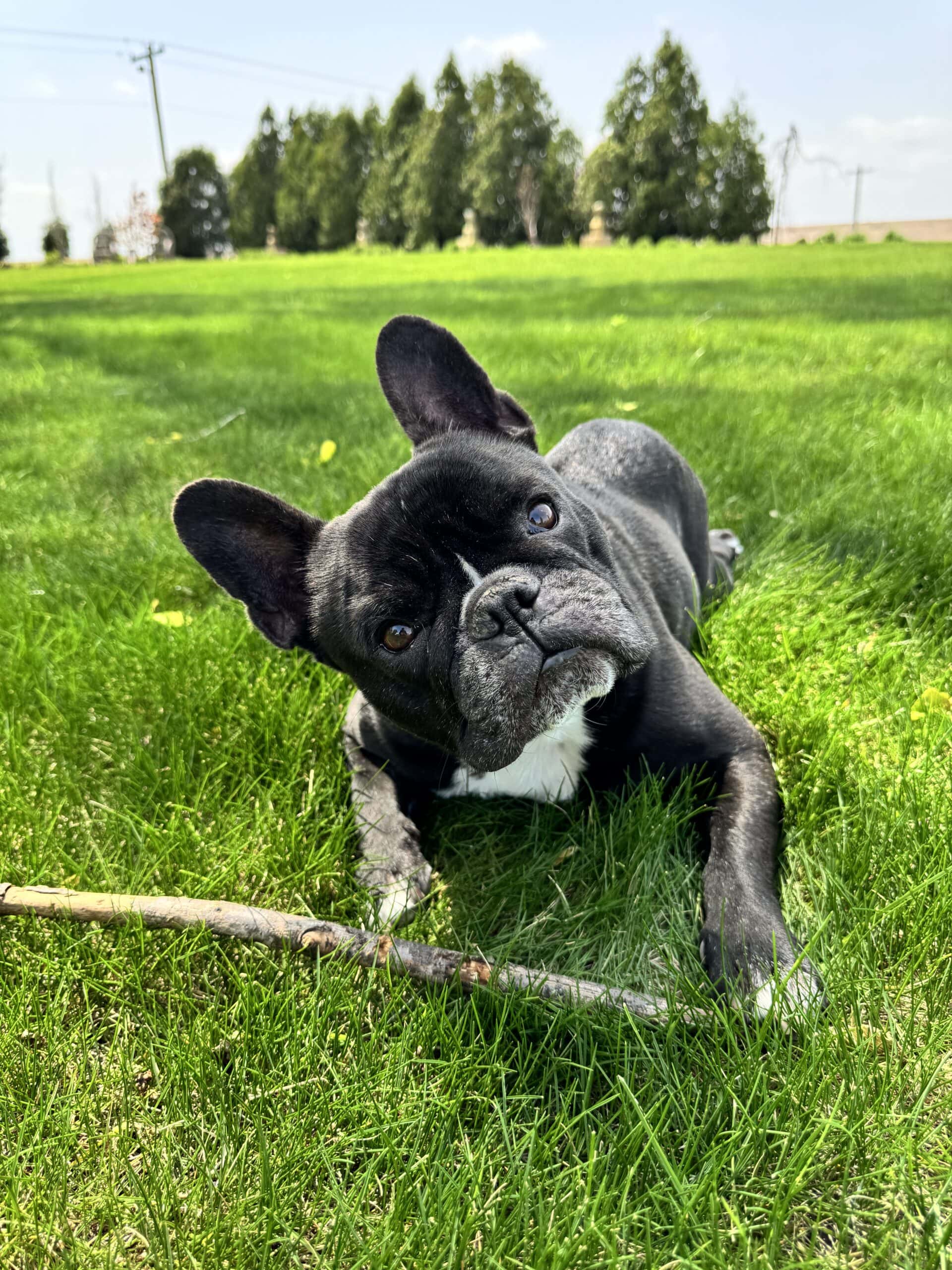 A black French bulldog named Kip with a stick in the yard.