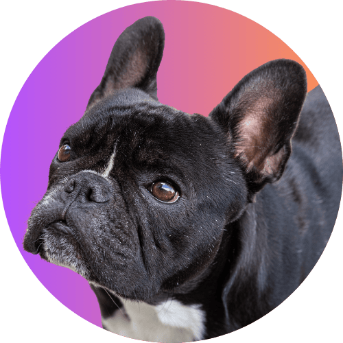 Black French bulldog named Kip standing in front of orange to purple background.