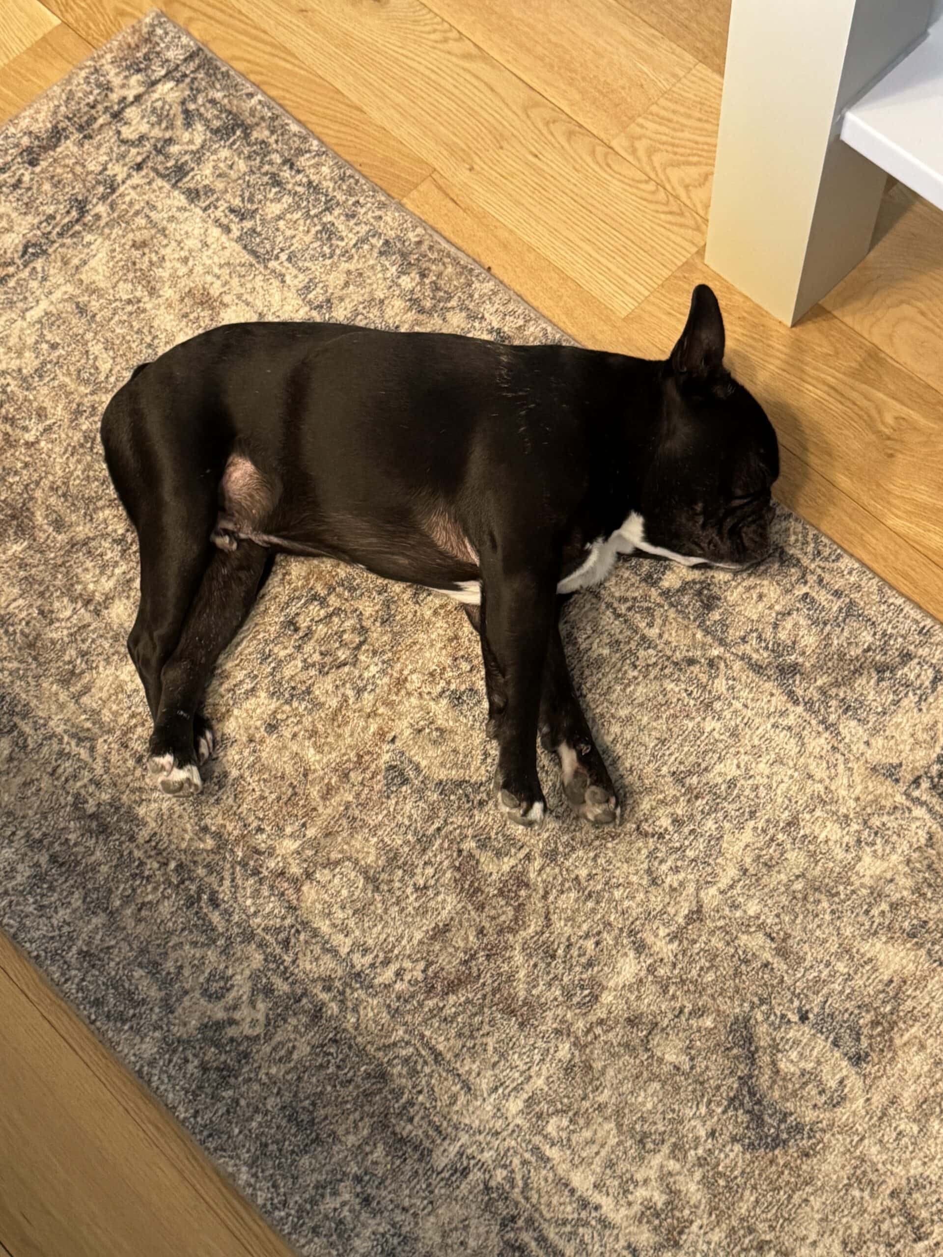 Black French bulldog named Kip laying on a rug on the floor of a kitchen.