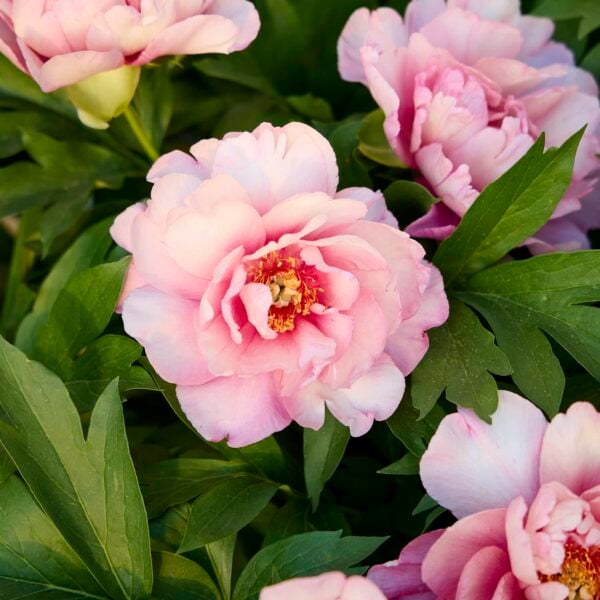 Bright pink peonies growing in a flowerbed.