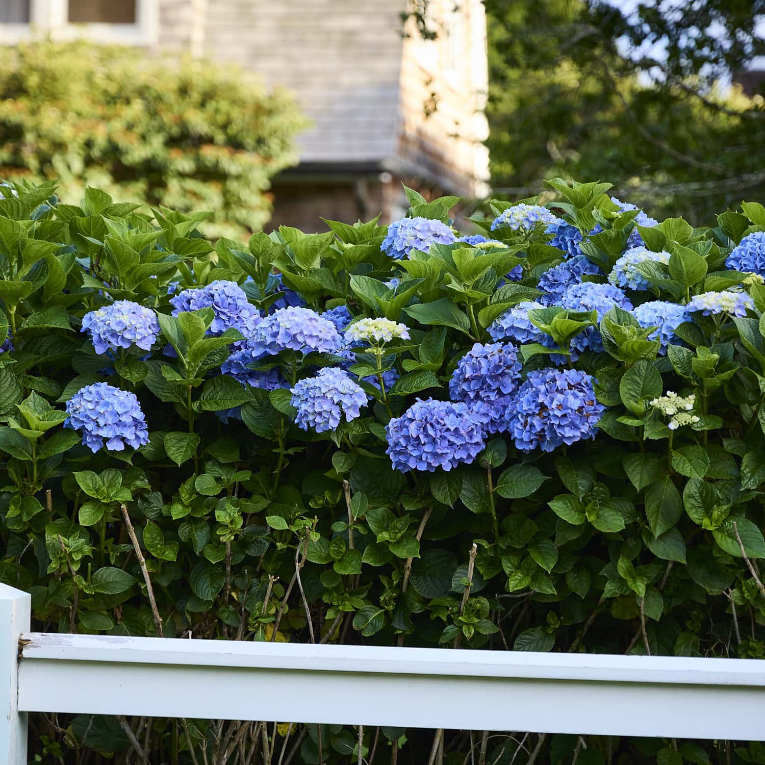 Big blue hydrangeas growing in a yard.