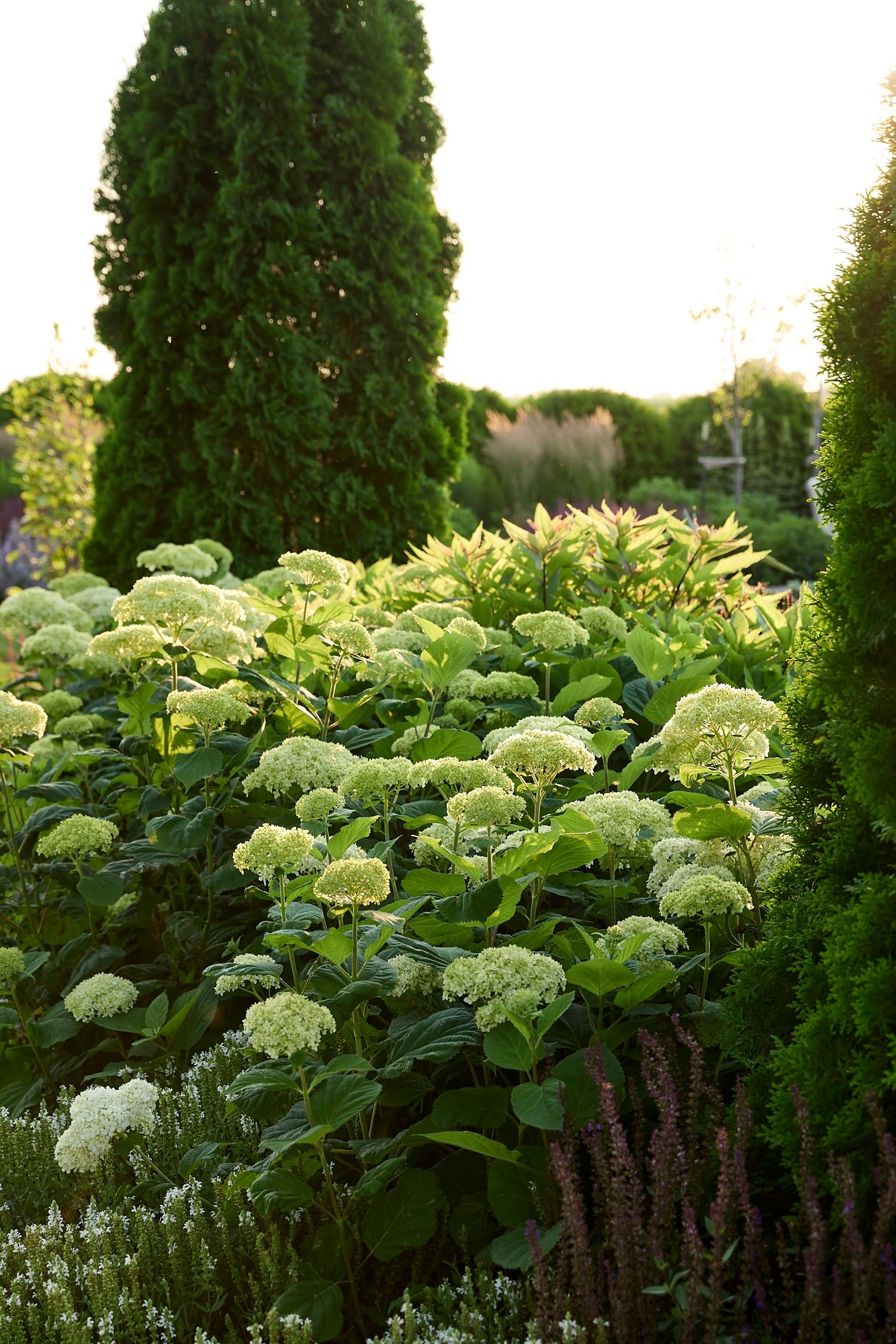 Green colored smooth hydrangeas in a yard.