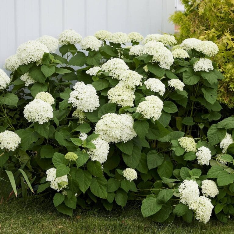 5 Types of Hydrangeas + Tips for Growing - Wyse Guide