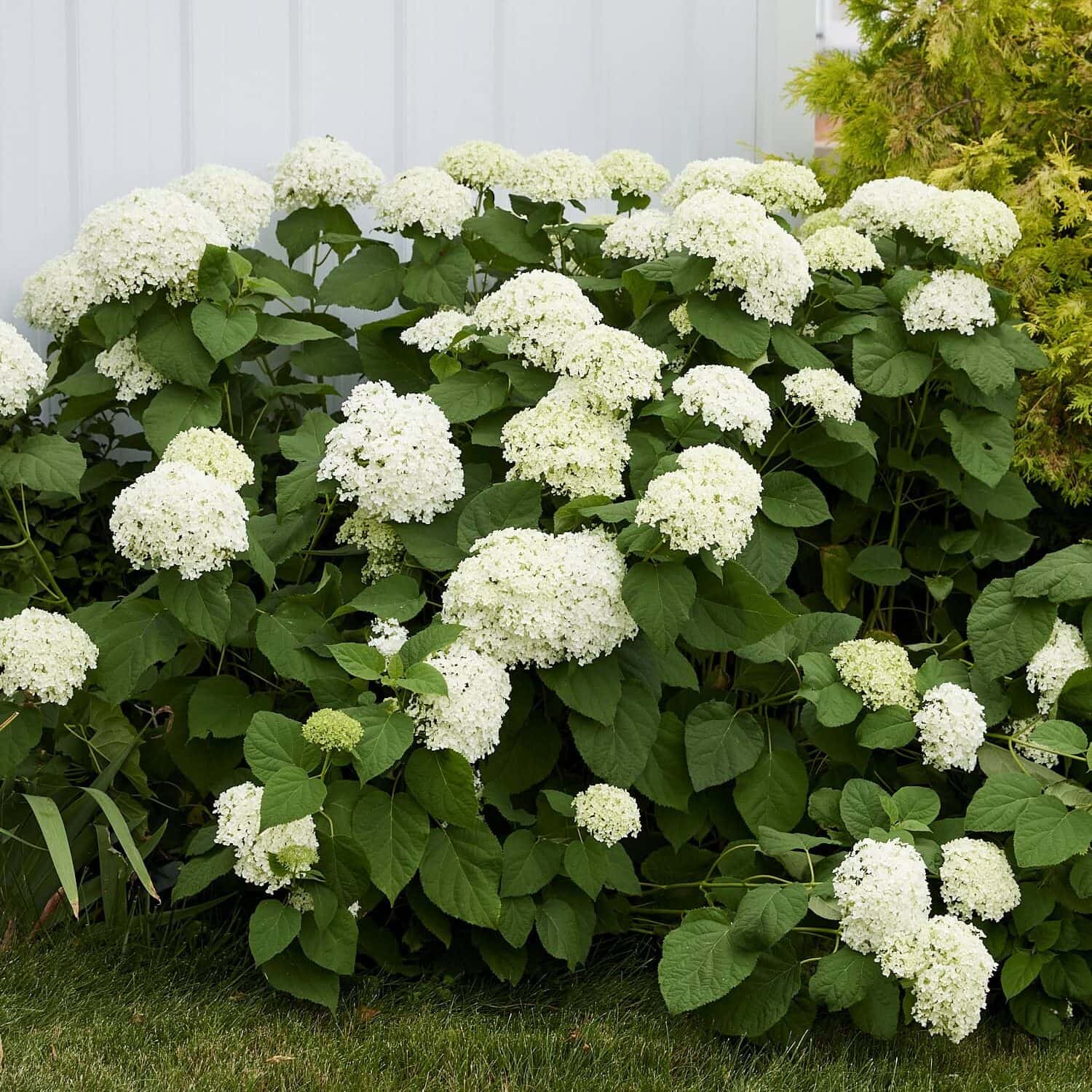 Arborescens hydrangea planted in front of a white sided building.