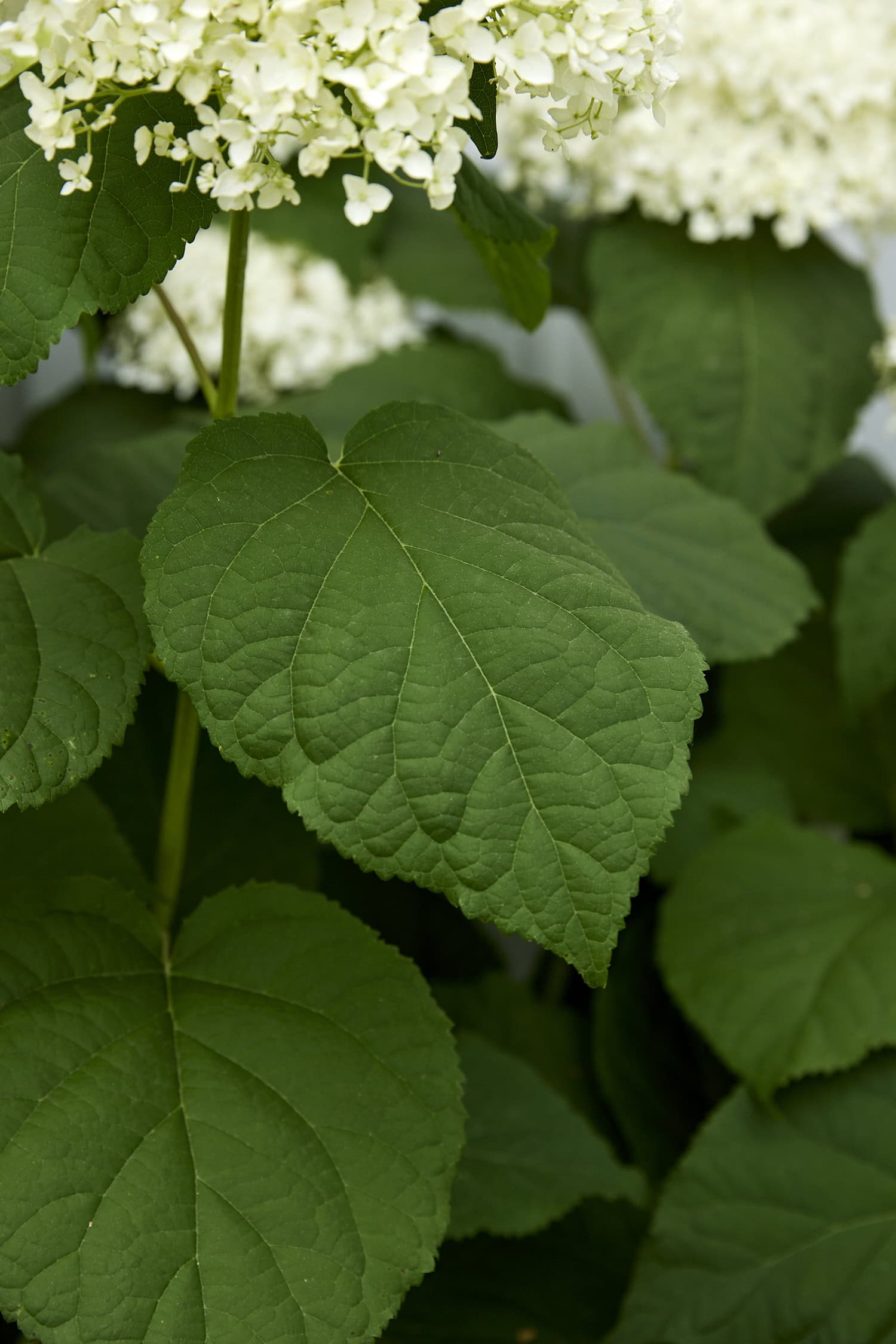 Leaf of a smooth hydrangea.