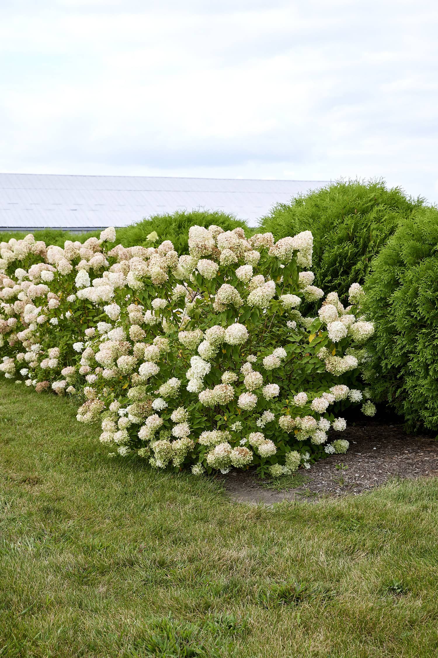 Panicle hydrangeas planted in a row in front of bushes.