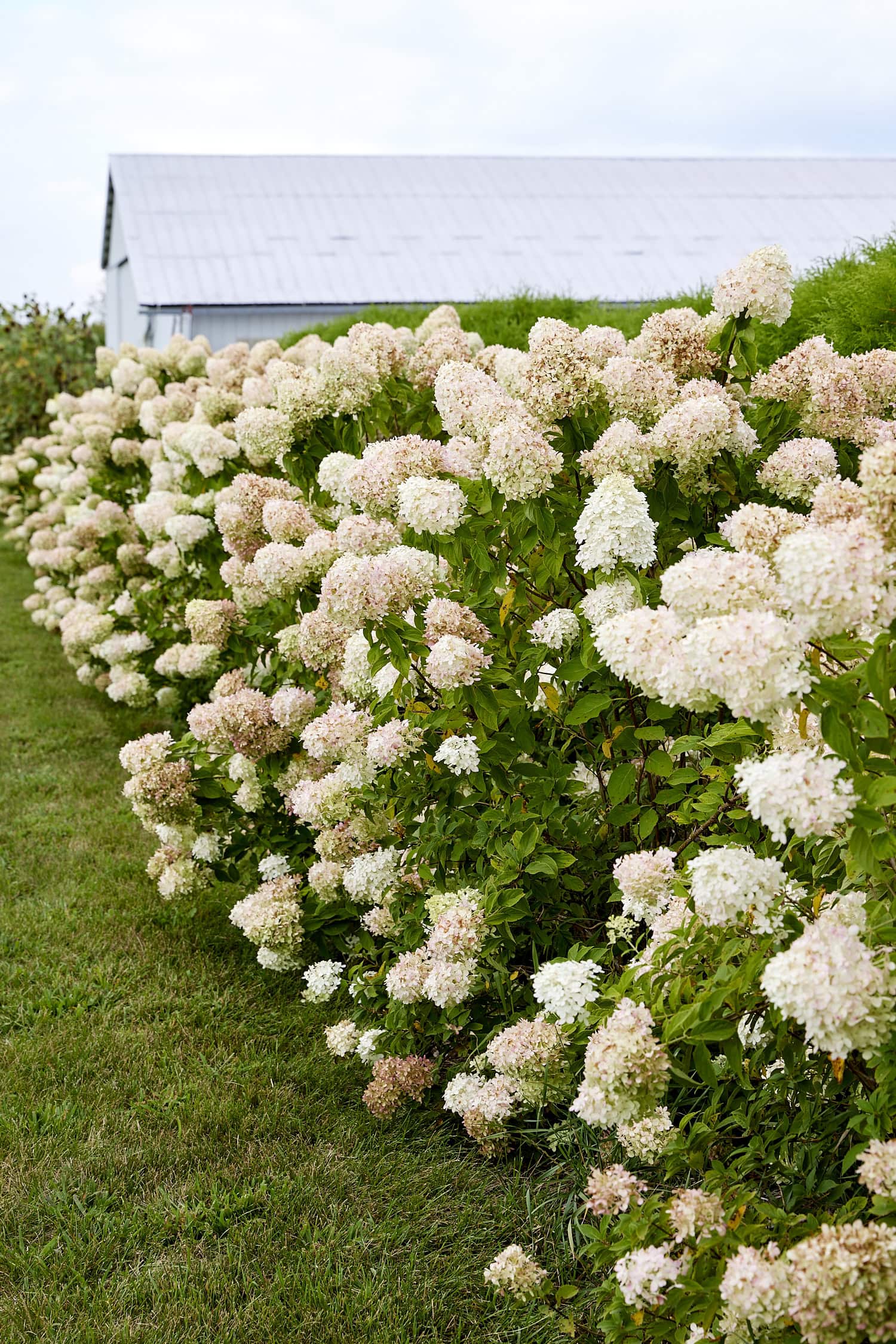 Row of panicle hydrangeas with light pink color.