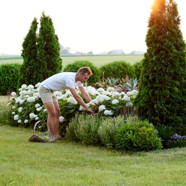 Kaleb Wyse picking white hydrangeas from his yard.