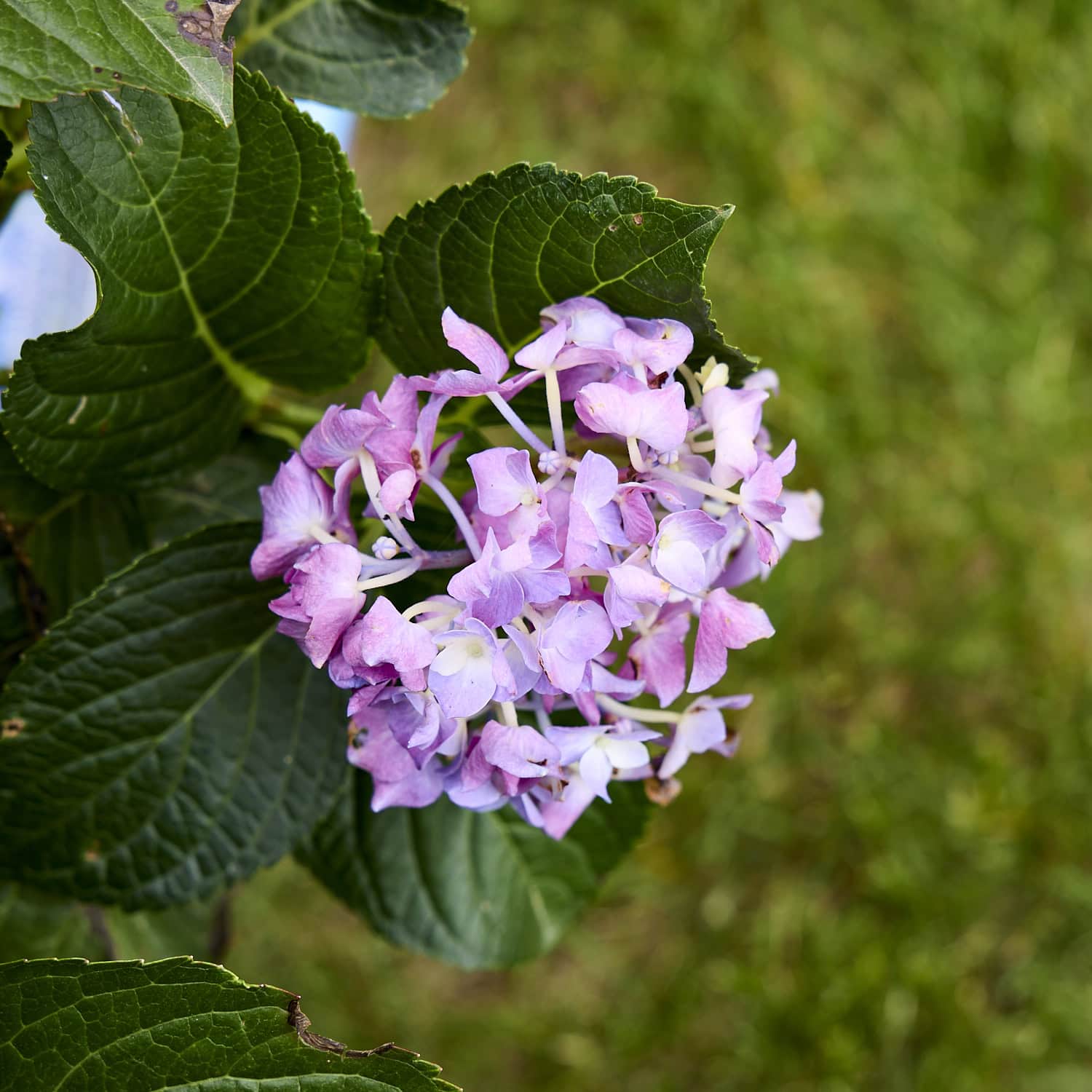 Bright purple hydrangea with green leaves.