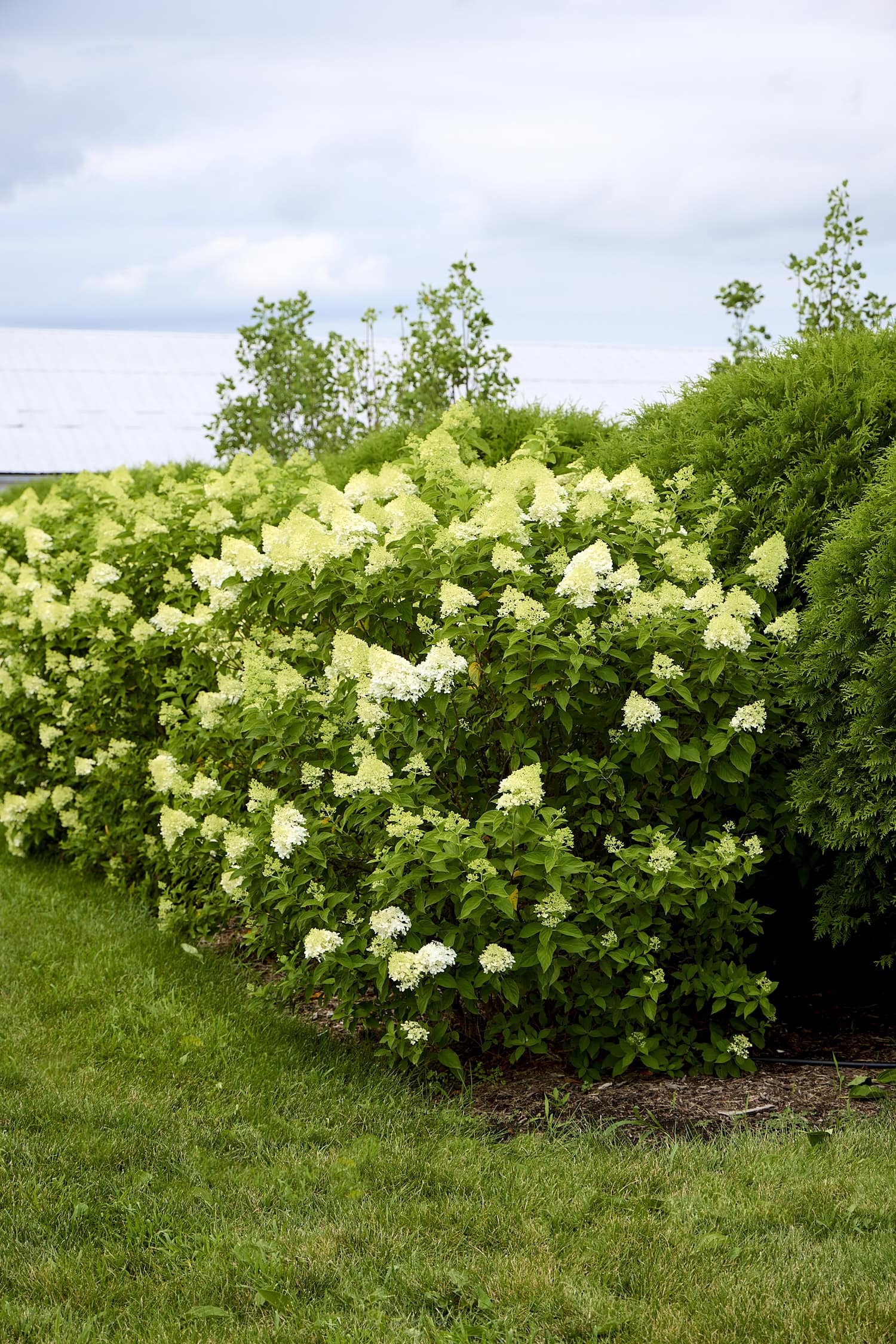 Big hydrangea bush with panicle hydrangeas in white.