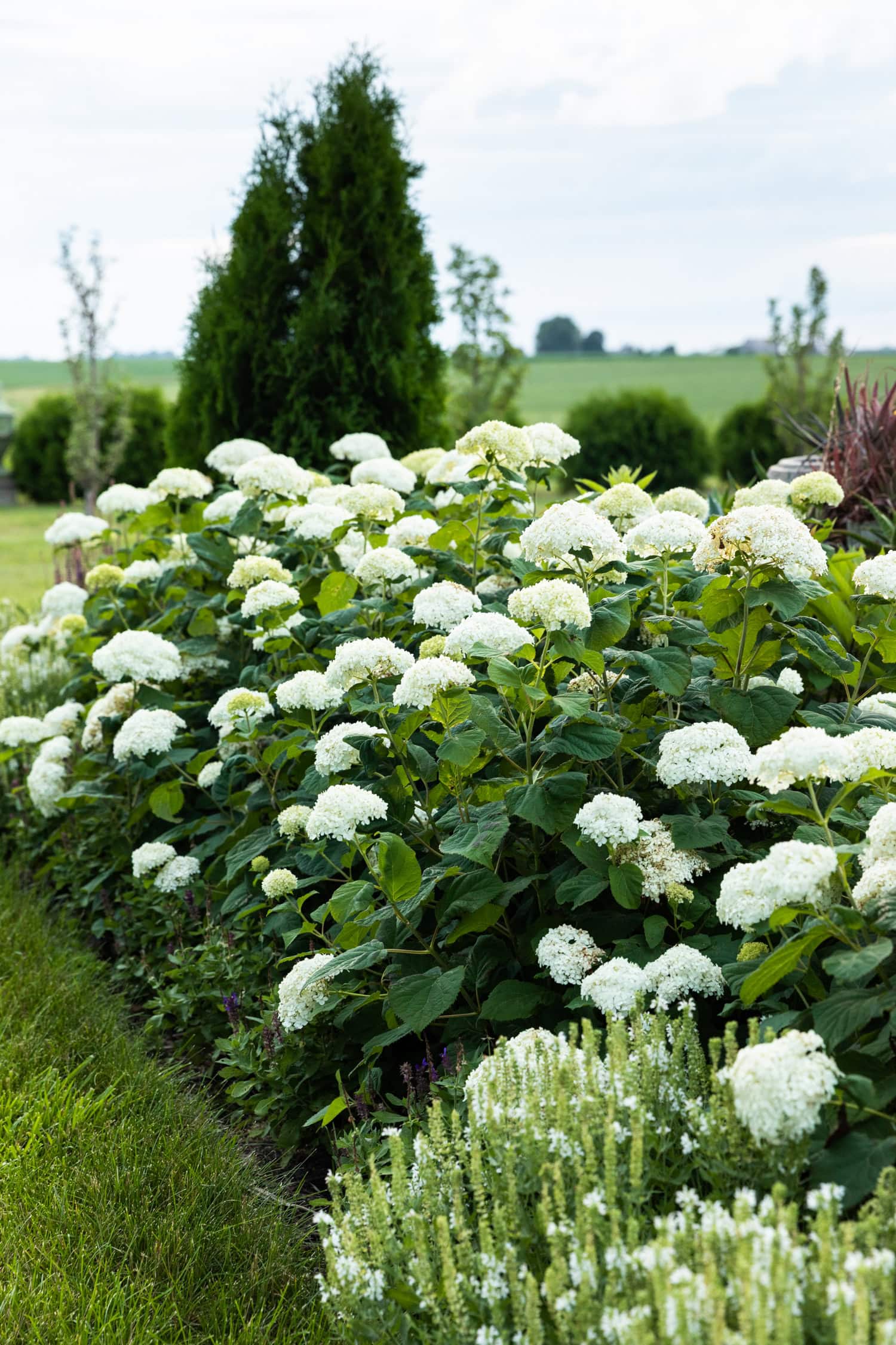 White smooth hydrangeas planted in a group in a flowerbed.