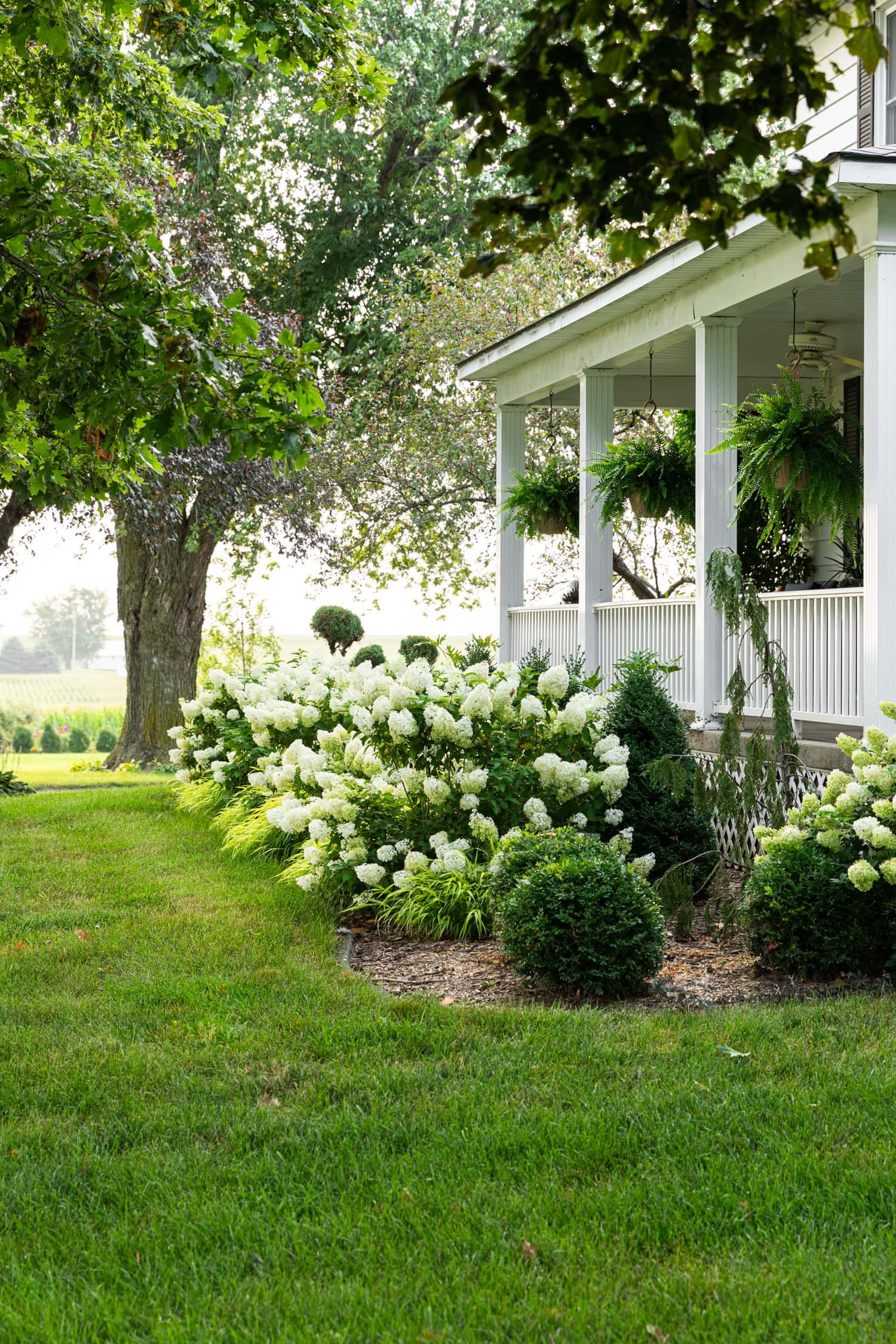 Panicle hydrangeas in front of a front porch.