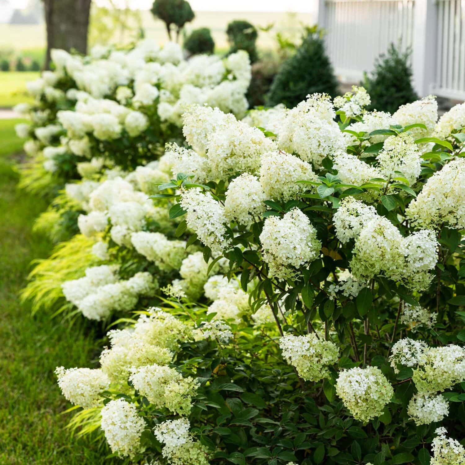 Panicle hydrangeas planted en masse in front of a porch.