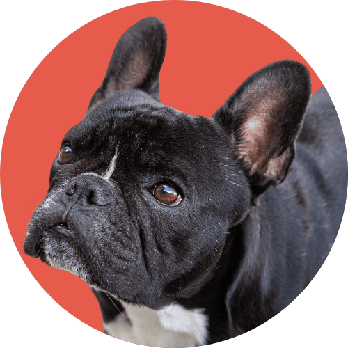 Black French bulldog named Kip standing in front of red background looking up.
