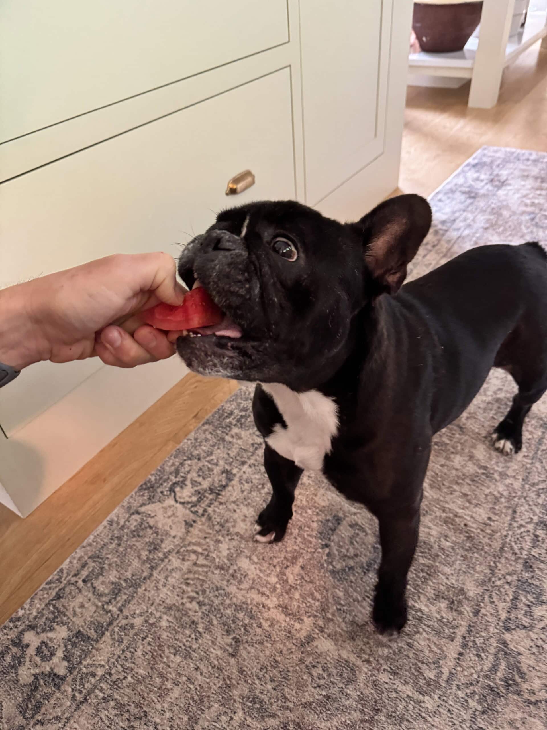 A black French bulldog eating a piece of watermelon in a kitchen.