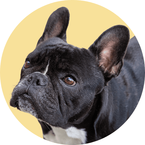 Black French bulldog standing in front of yellow background looking up.