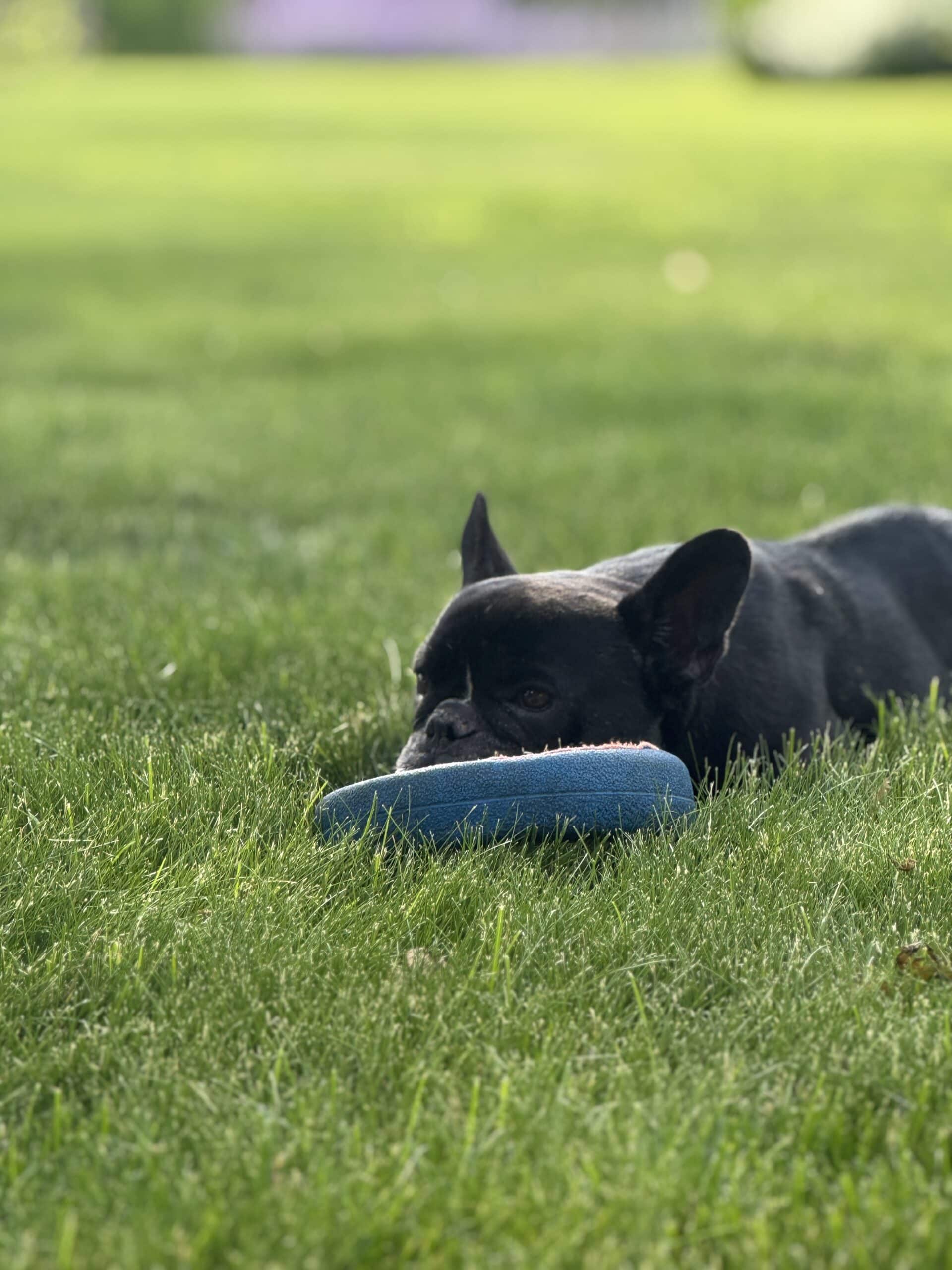 Black French bulldog named Kip laying the yard with a frisbee.