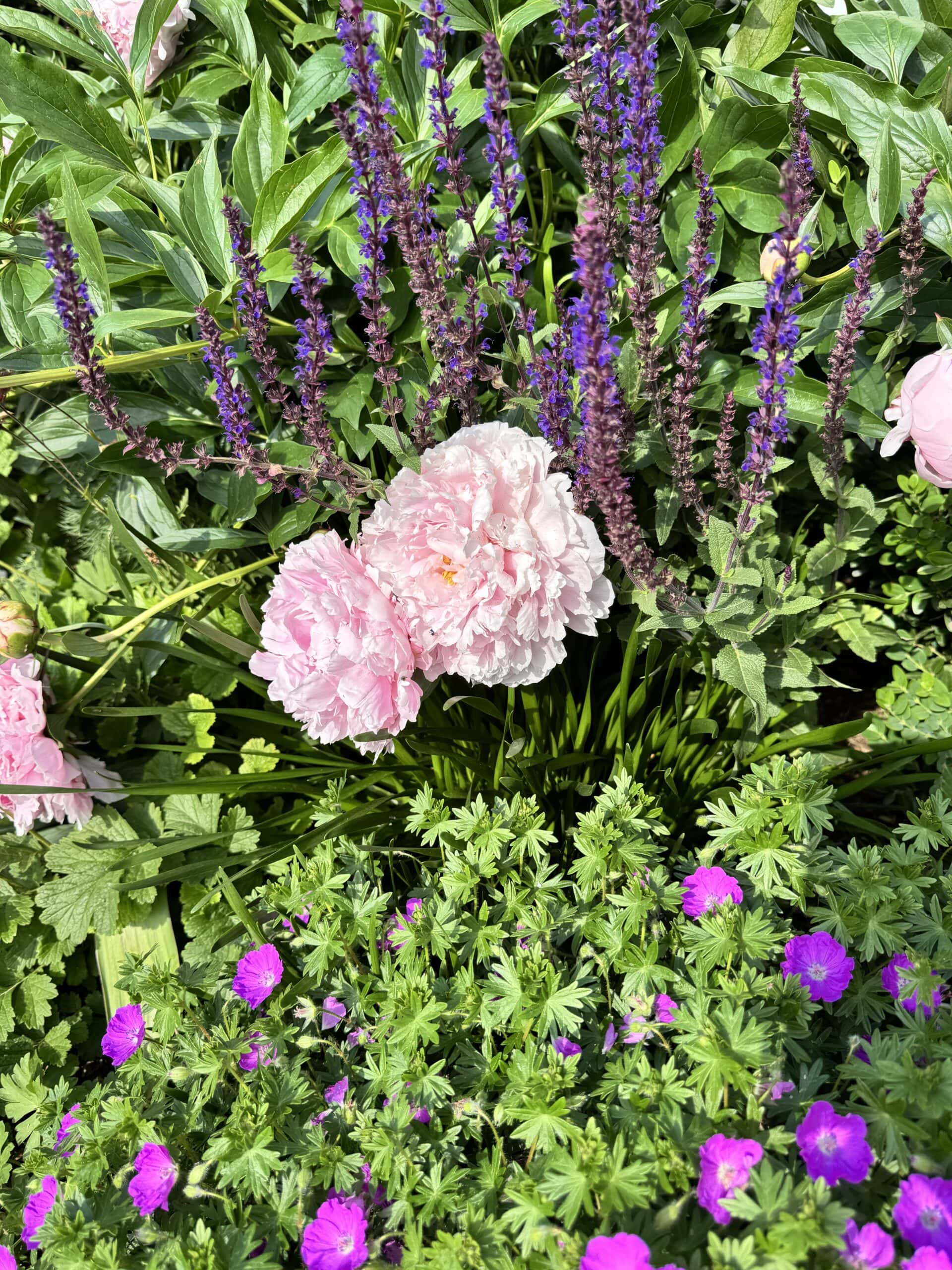 Bright pink peonies in flowerbed.