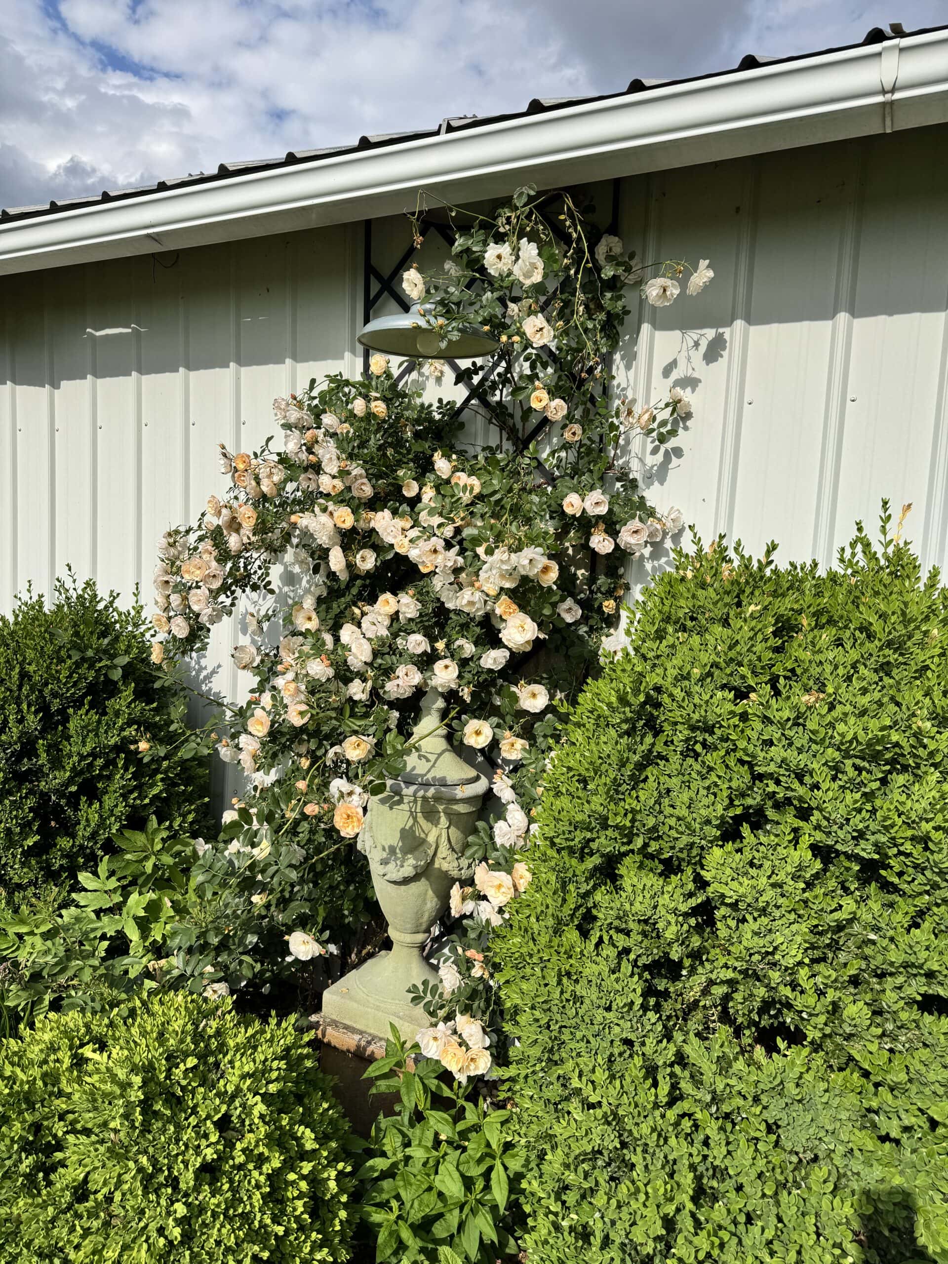 Climbing roses in a flowerbed.