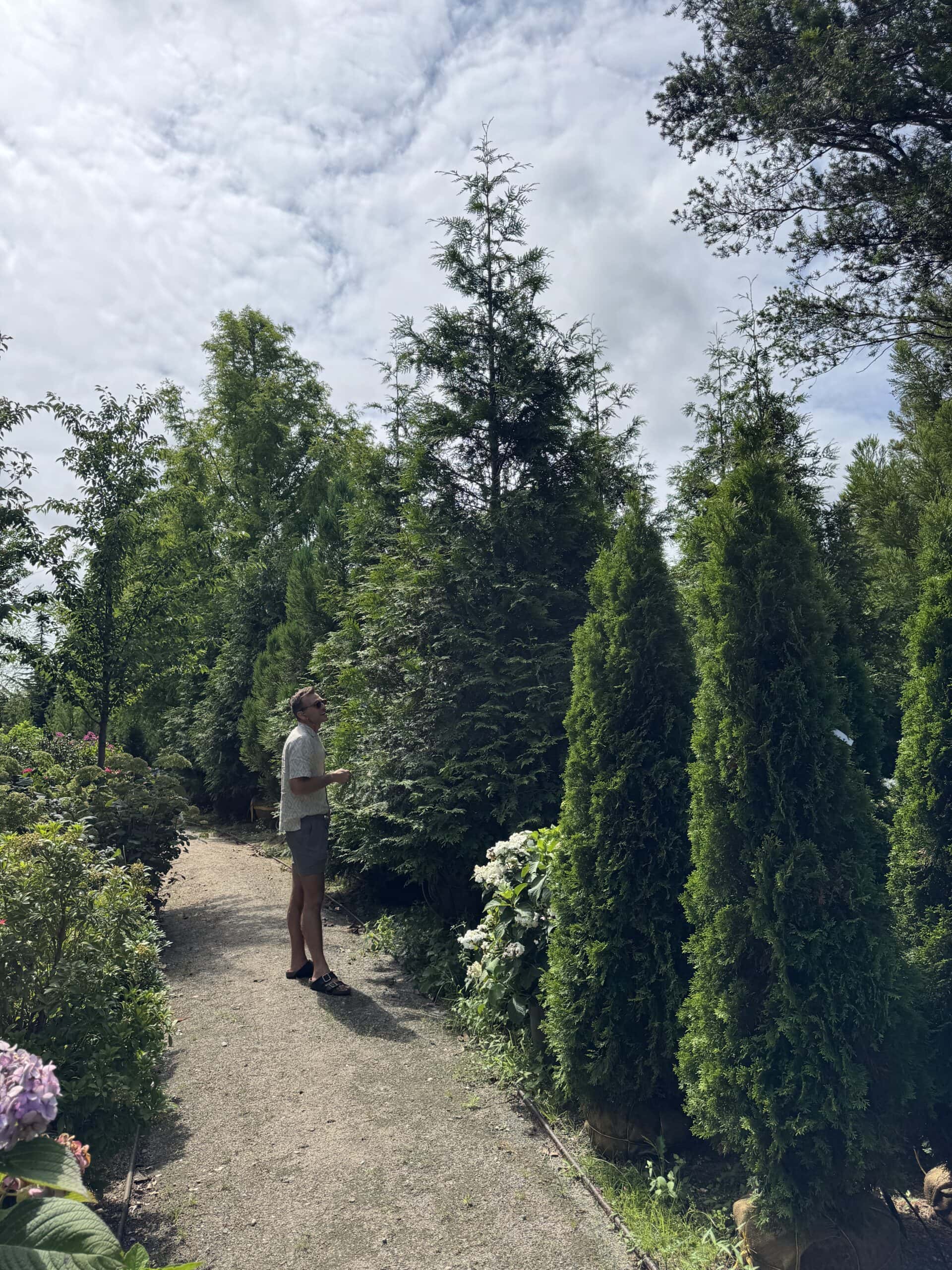 Kaleb Wyse standing beside a large tree for sale at a garden center.