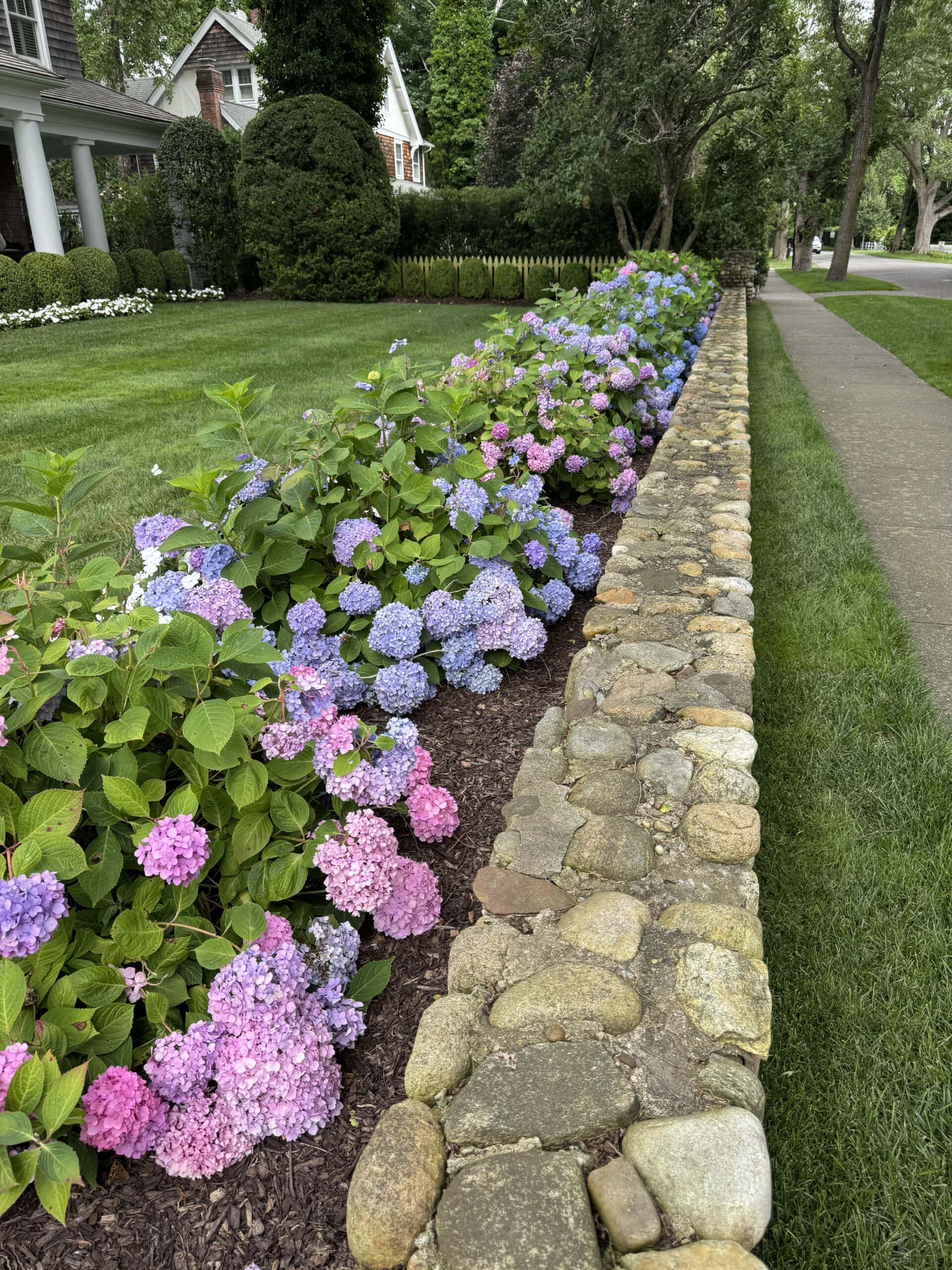 Bright hydrangeas along the front of a house with a stone wall.