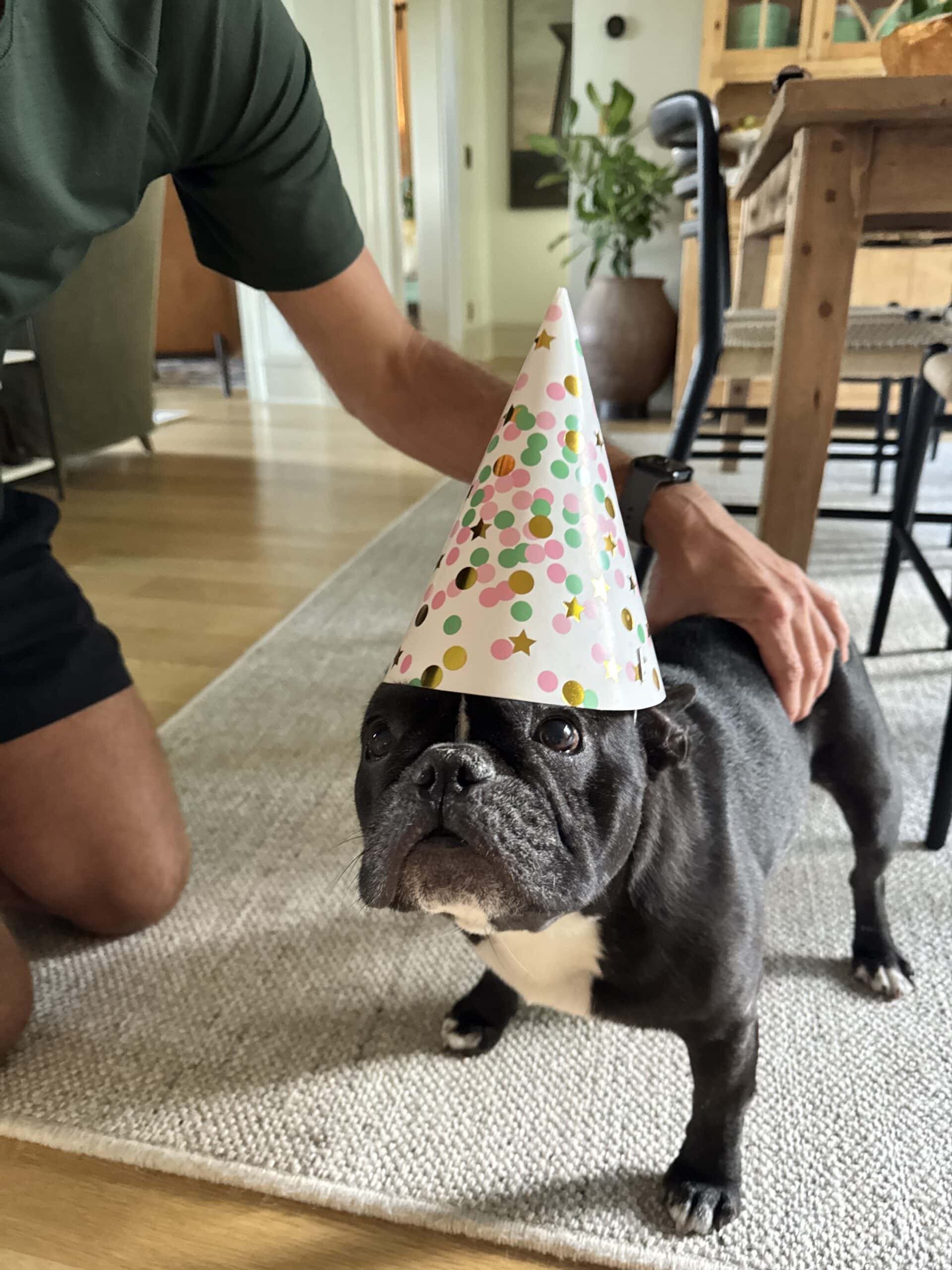 Black French bulldog named Kip with a birthday hat on.