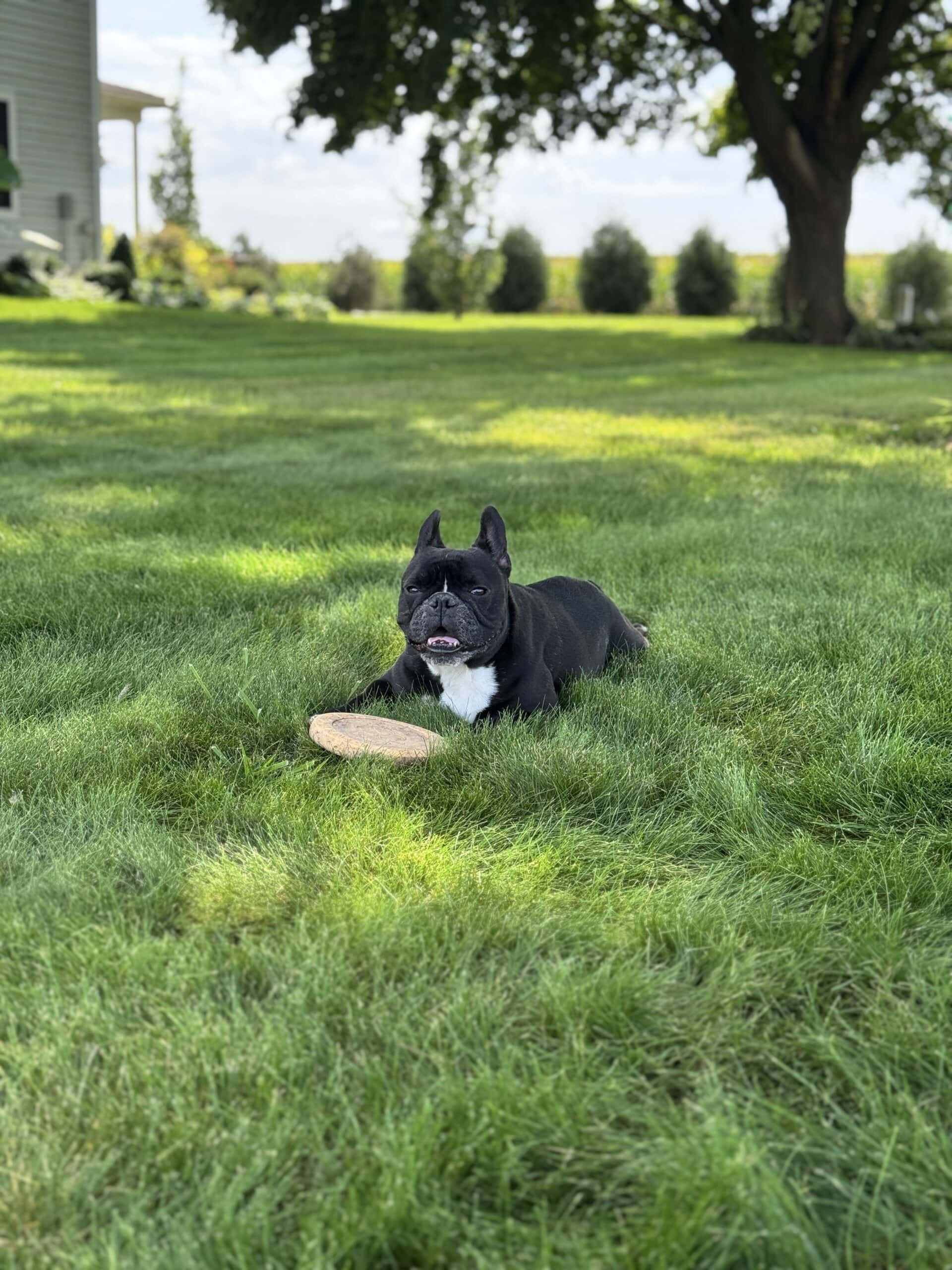 Black French bulldog sitting in green grass with frisbee.