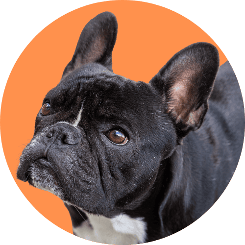 Black French bulldog named Kip standing in front of orange background.