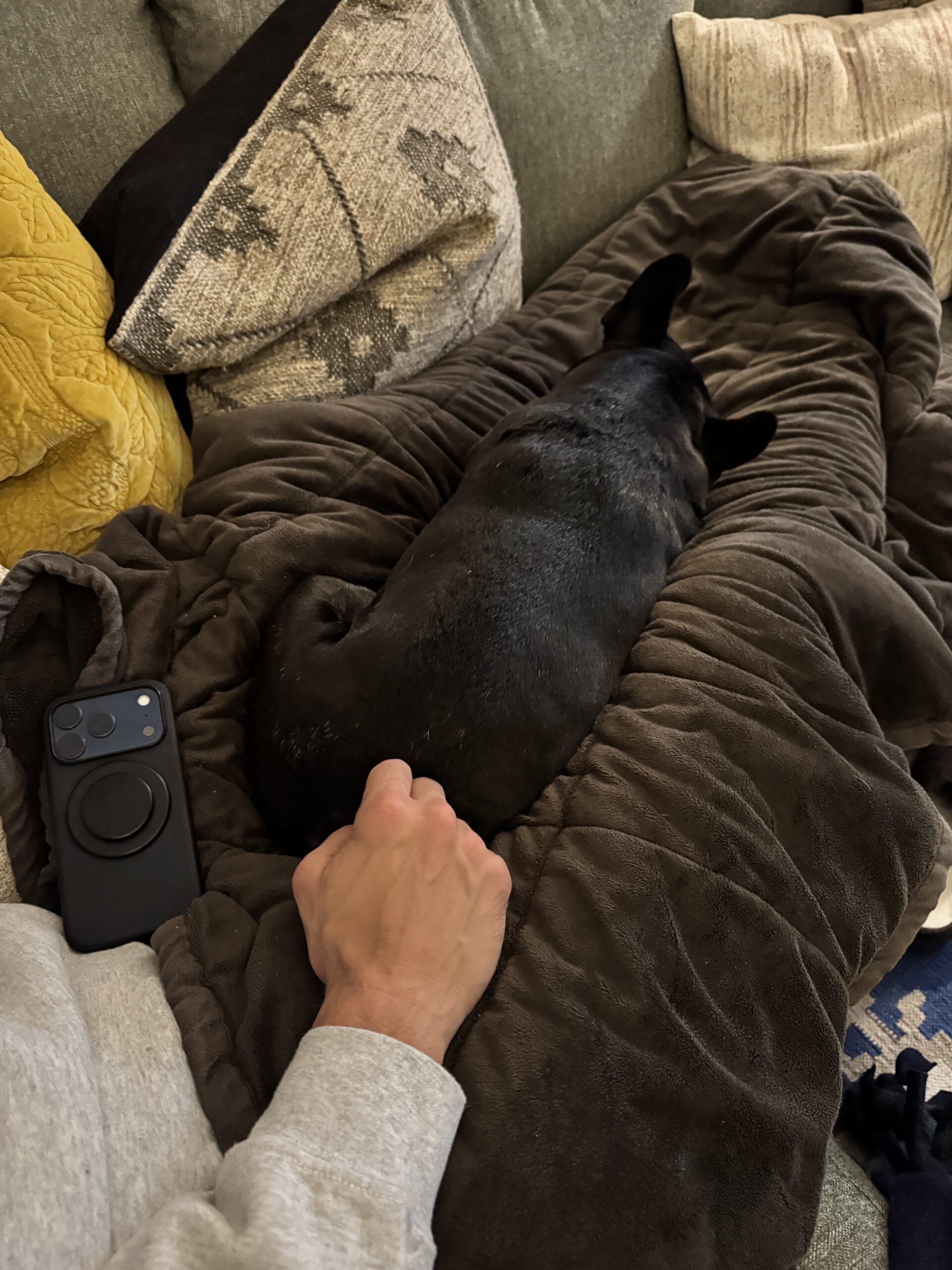 Black French bulldog named Kip laying on blanket in Kaleb's lap sleeping.