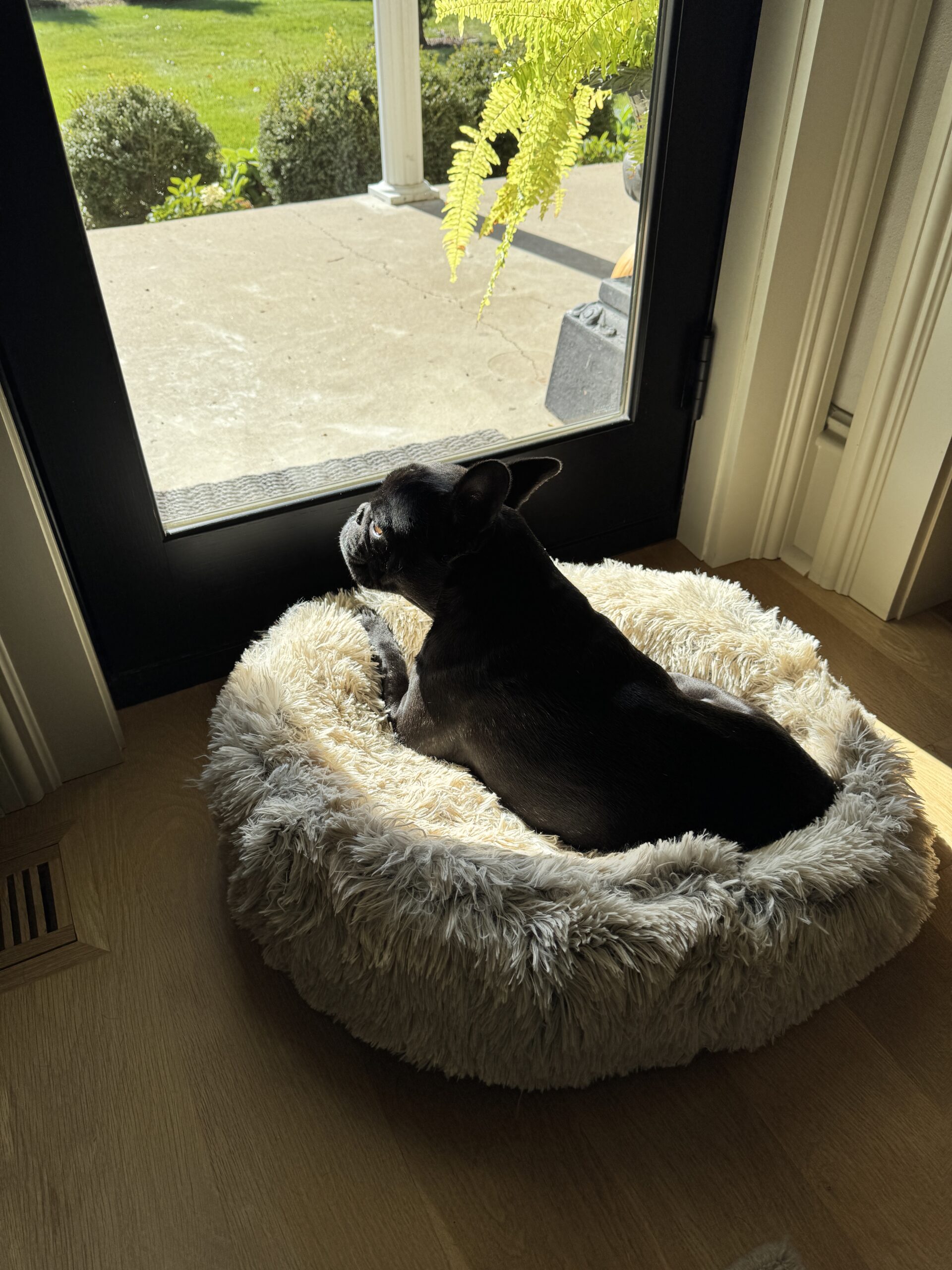 Black French bulldog in big fluffy bed in sunshine.