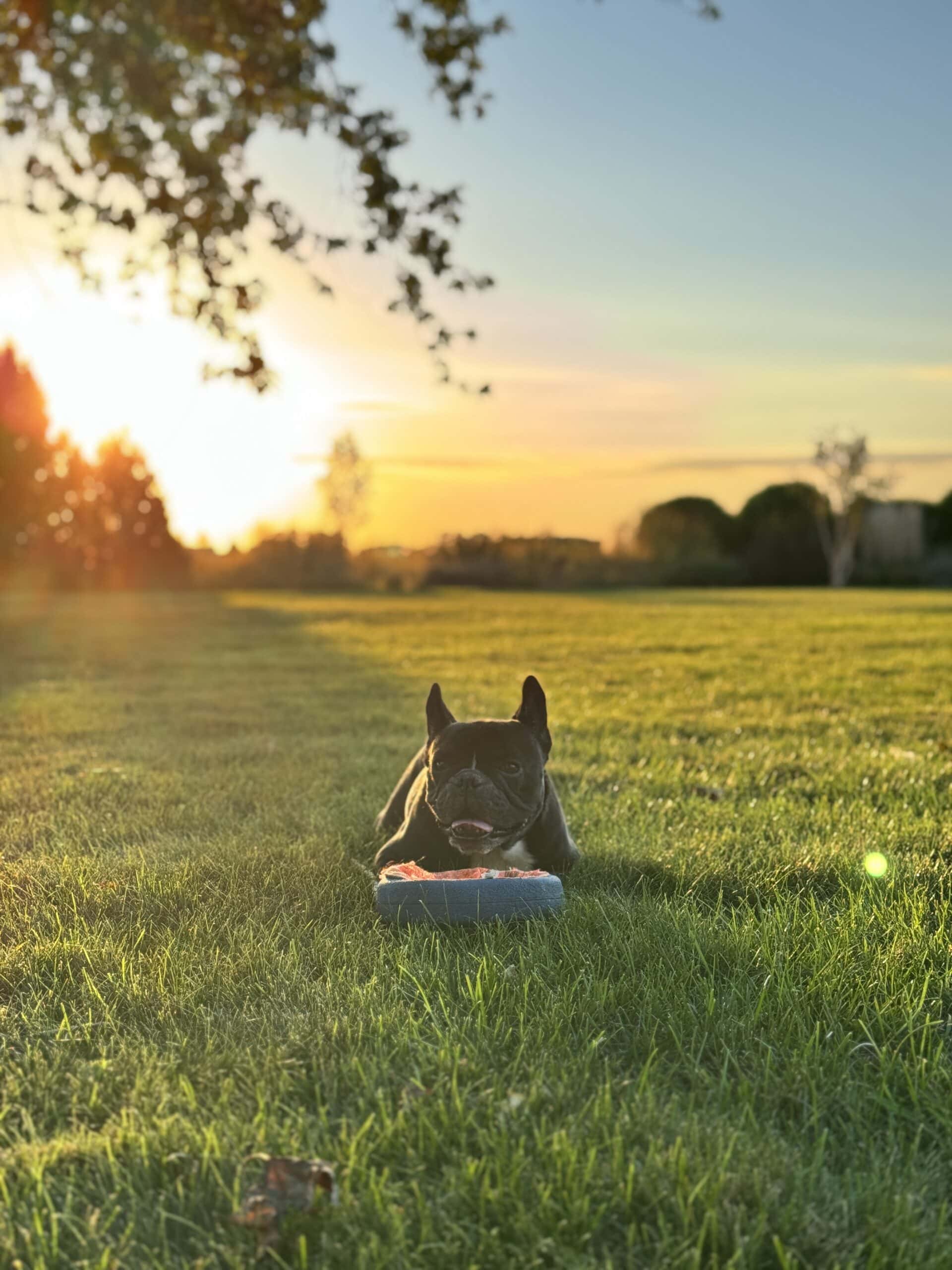 Black French bulldog named Kip with frisbee in yard.