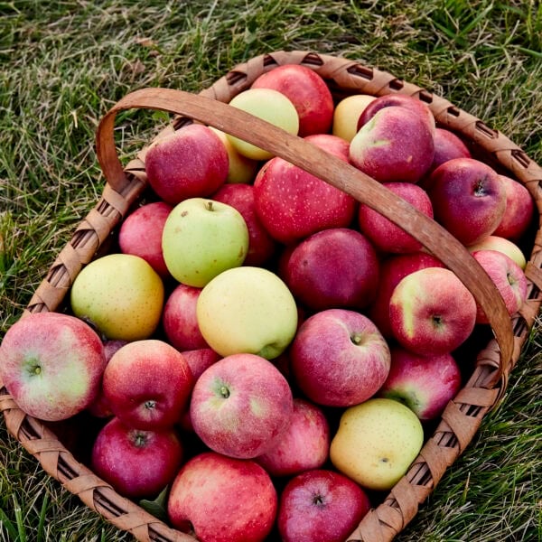 Basket filled with baking apples sitting on grass.