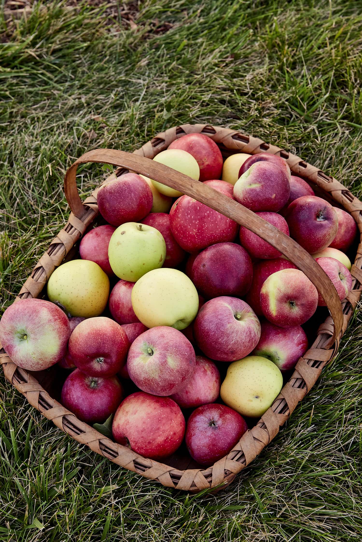 Basket filled with baking apples sitting on grass.
