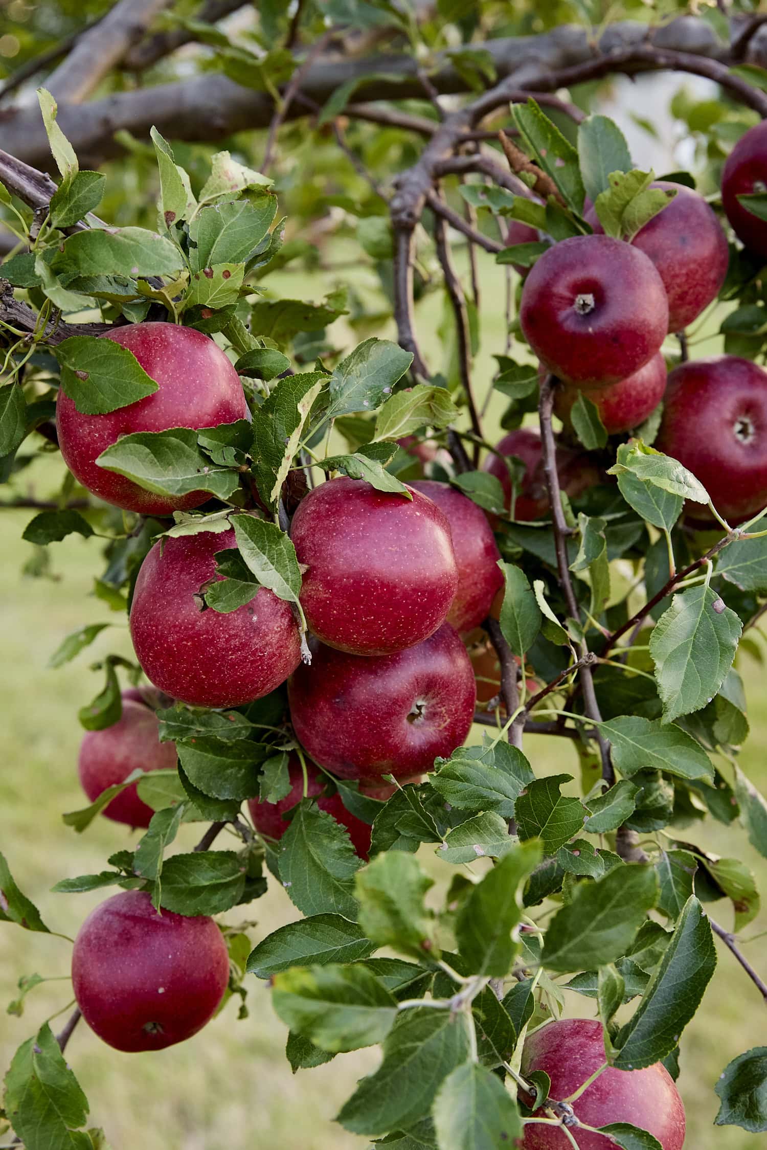 Bright red apples hanging on tree.
