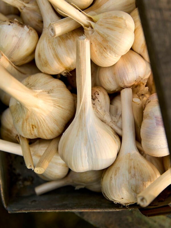 Harvested garlic cloves.