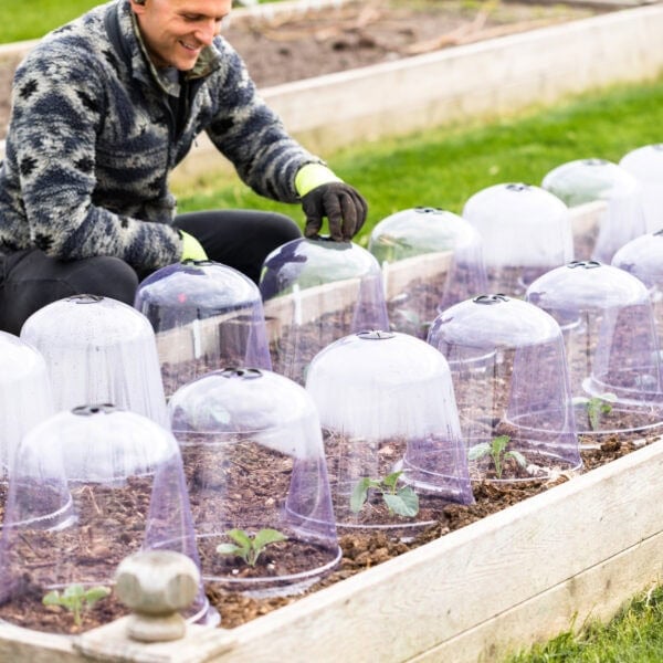 Kaleb Wyse using cloches in the garden for tender seedlings.