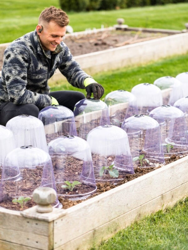 Kaleb Wyse using cloches in the garden for tender seedlings.