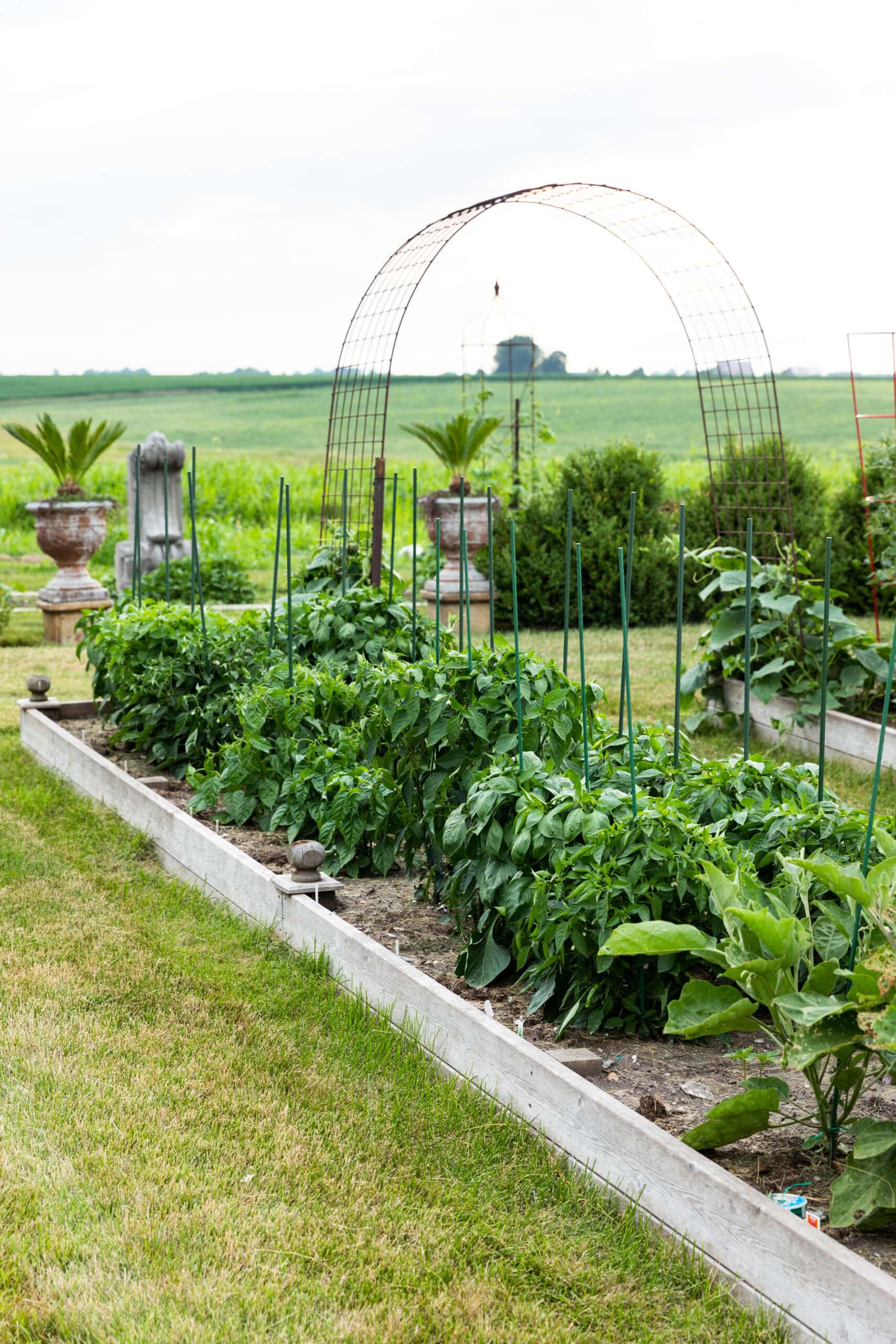 Raised beds in garden with lots of green plants.
