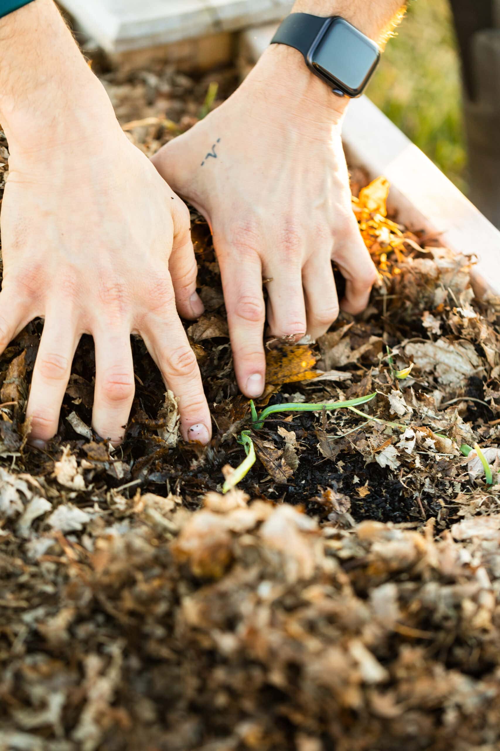 Small seedling with green growth under compost in a raised bed.