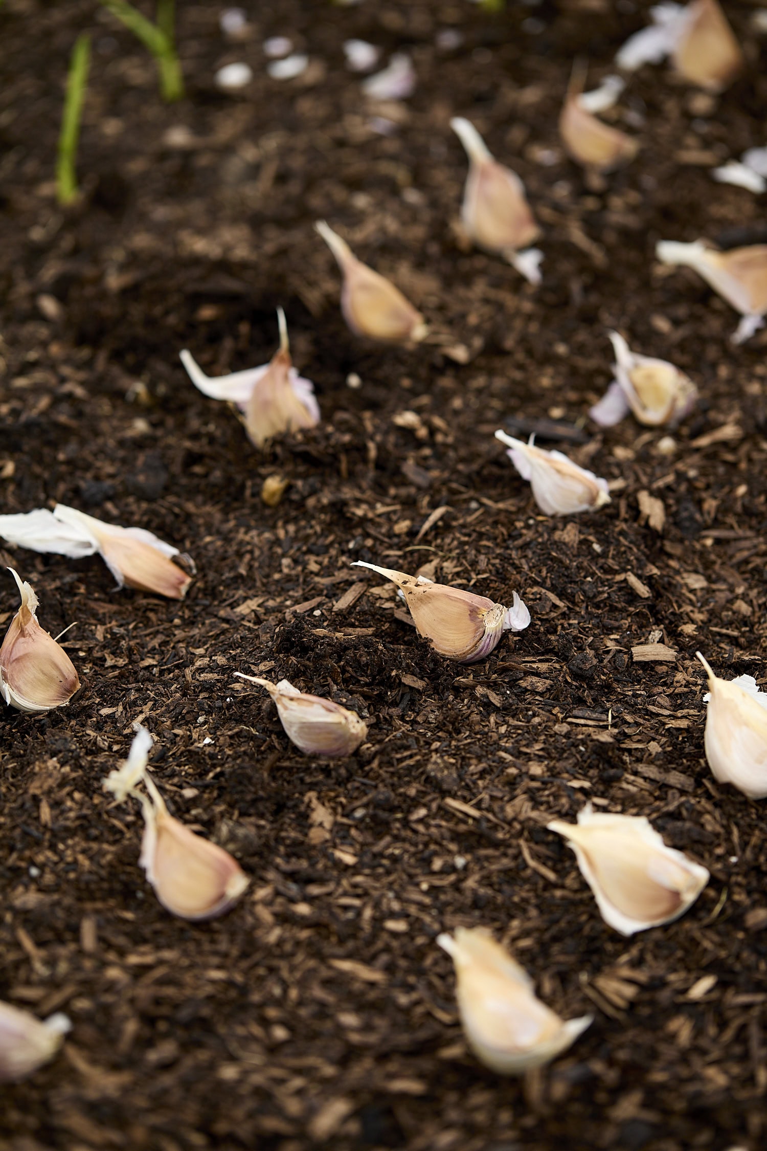 Garlic cloves sitting on soil before getting planted.