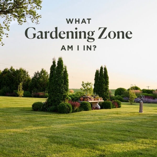 Shrubs and green grass in Zone 5b Iowa.