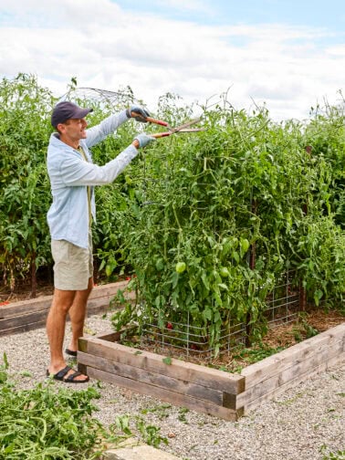 Cutting back tomatoes for more growth.