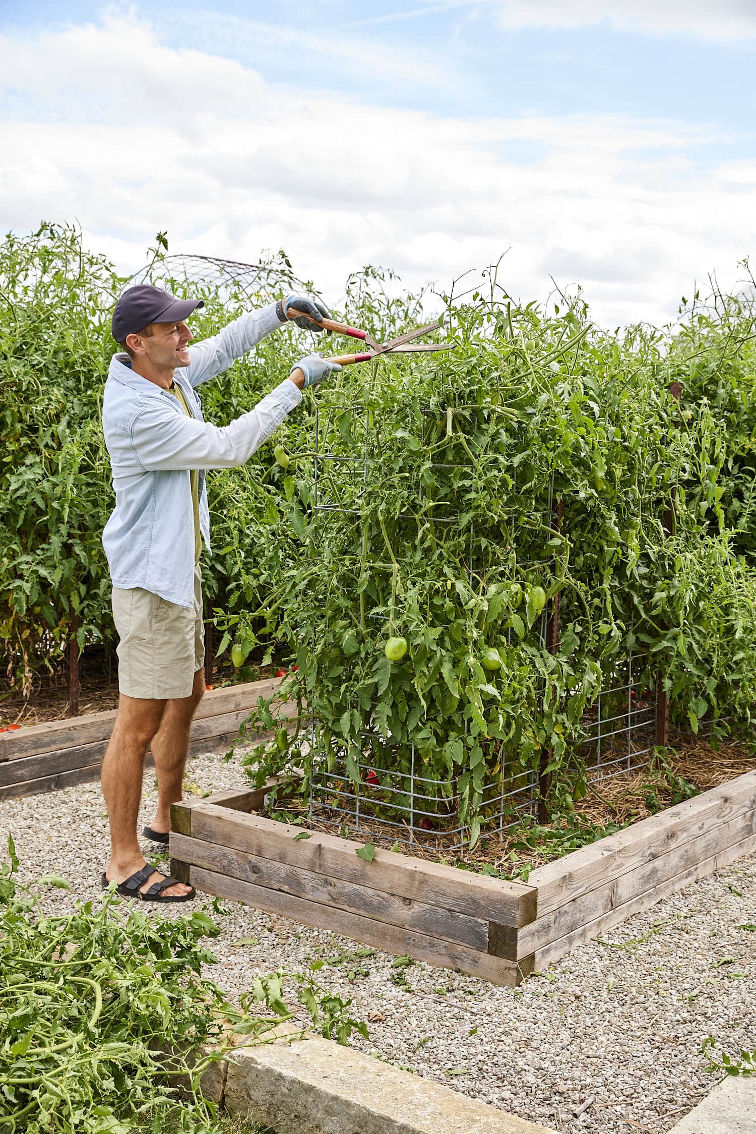 Cutting back tomatoes for more growth.