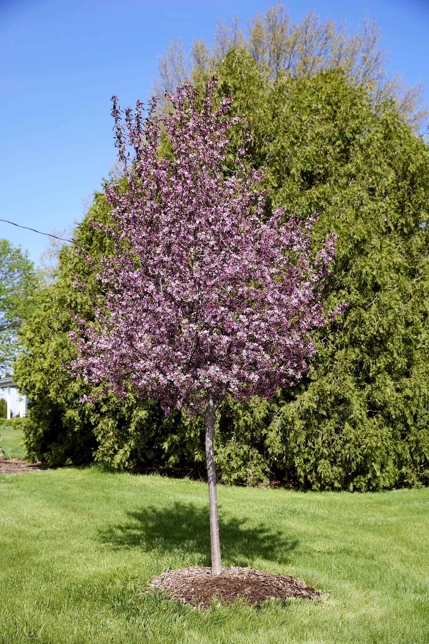 Bright pink tree during the spring season.